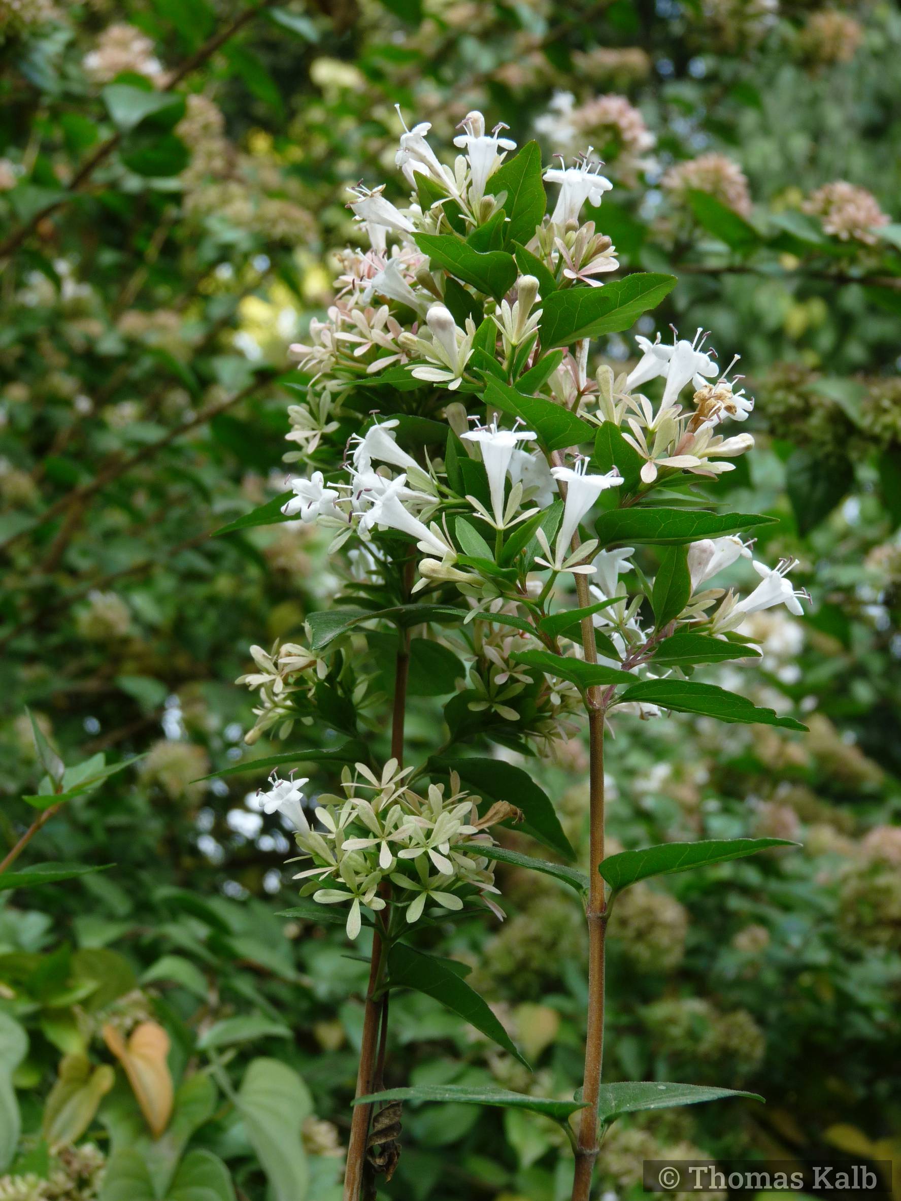 Abelia chinensis