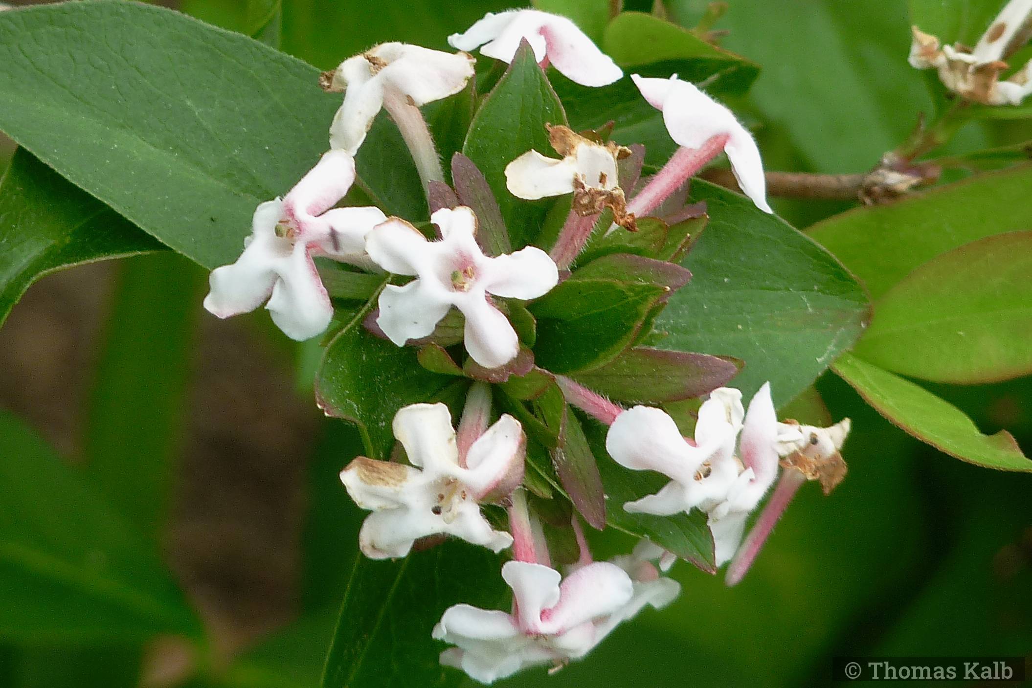 Abelia mosanensis