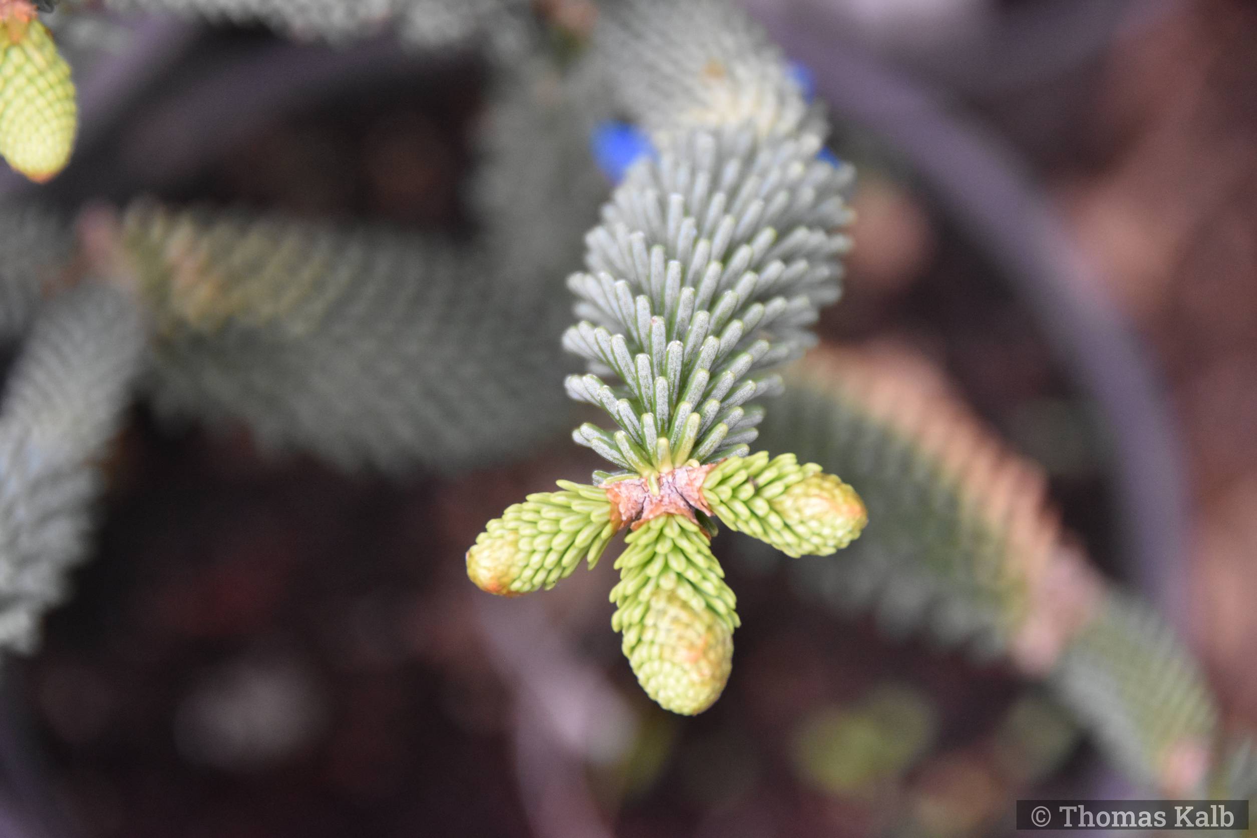 Abies pinsapo ’Aurea’