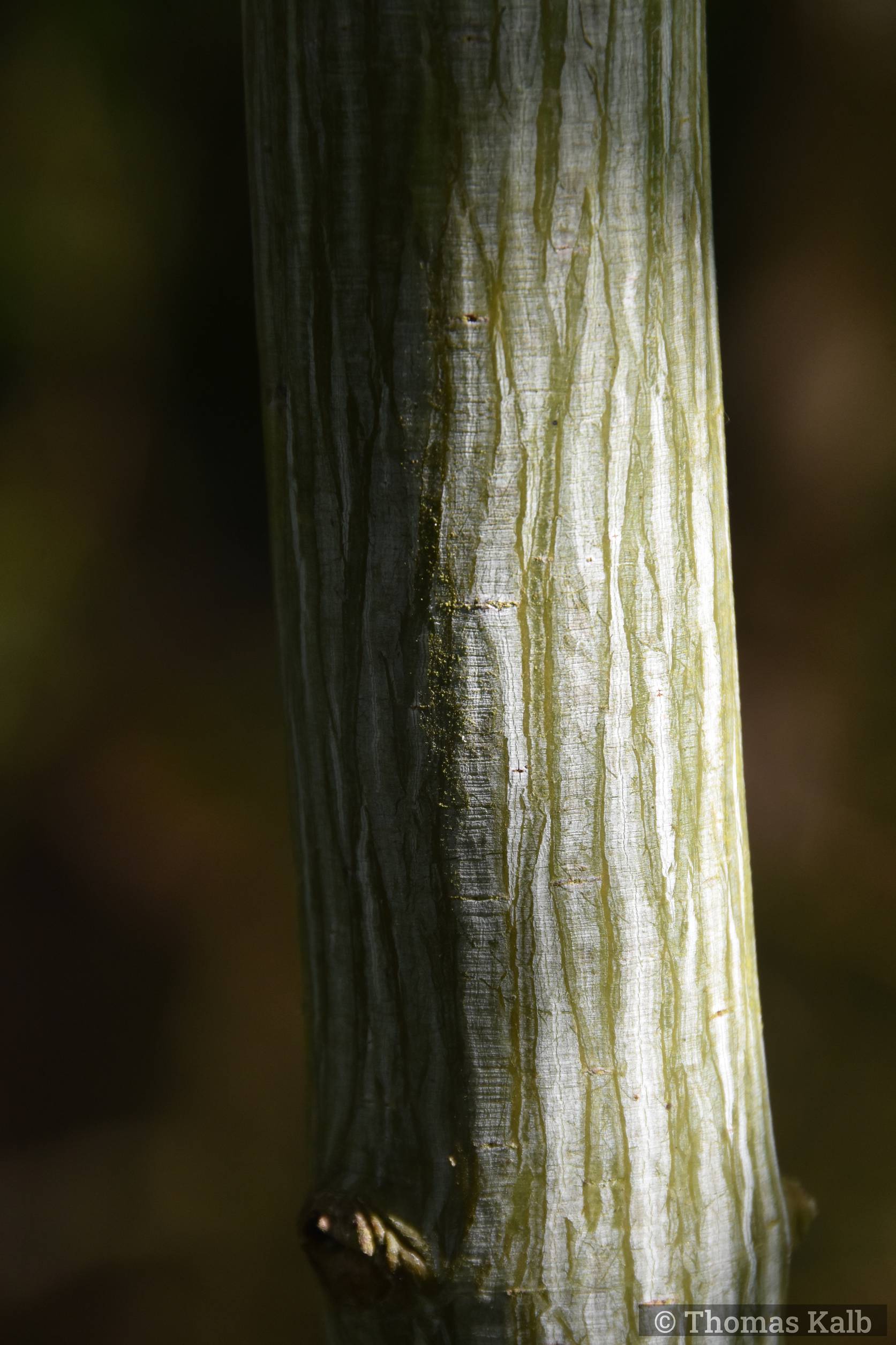 Acer davidii ’Serpentine’