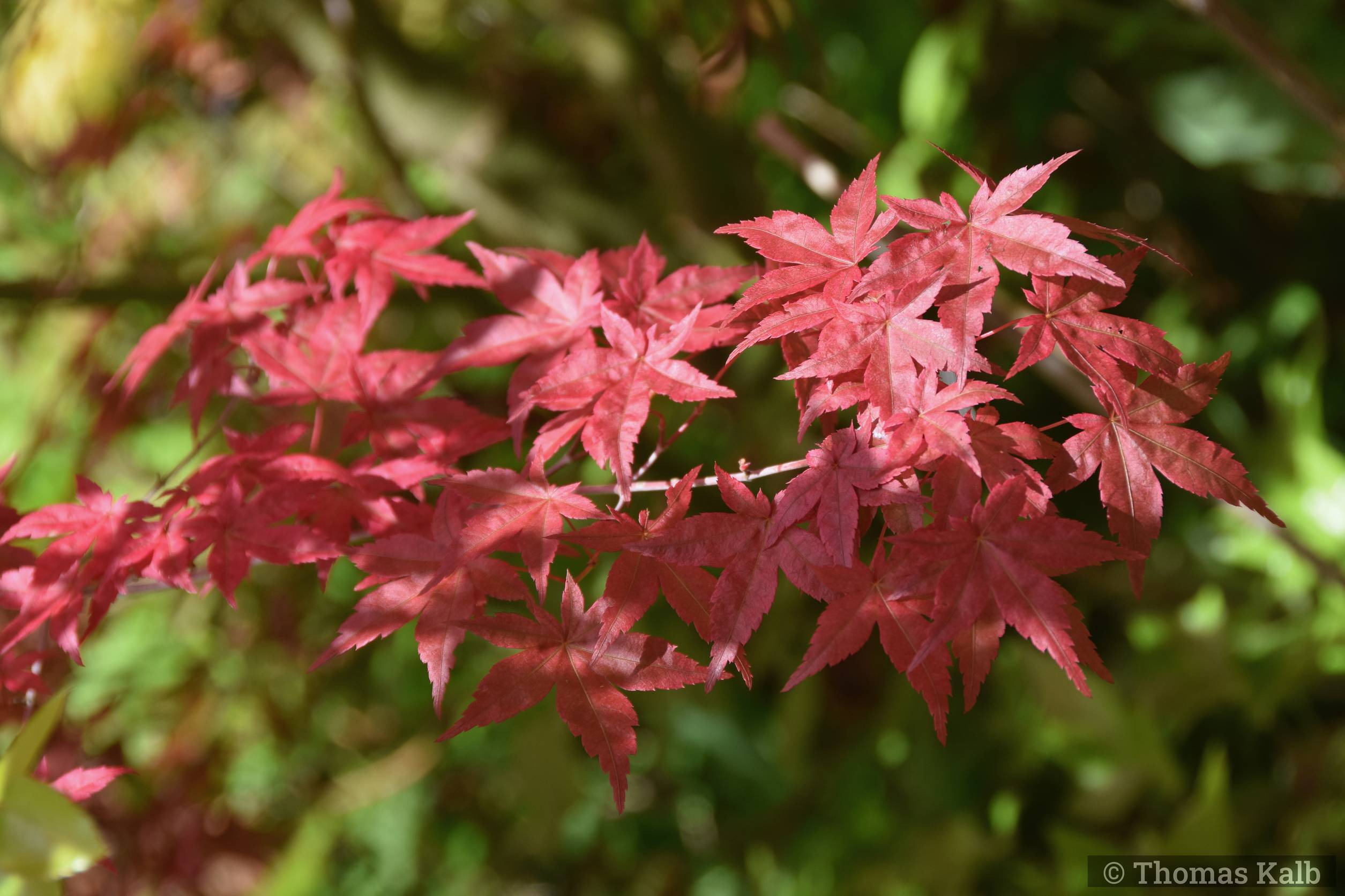 Acer palmatum ’Beni Komachi’