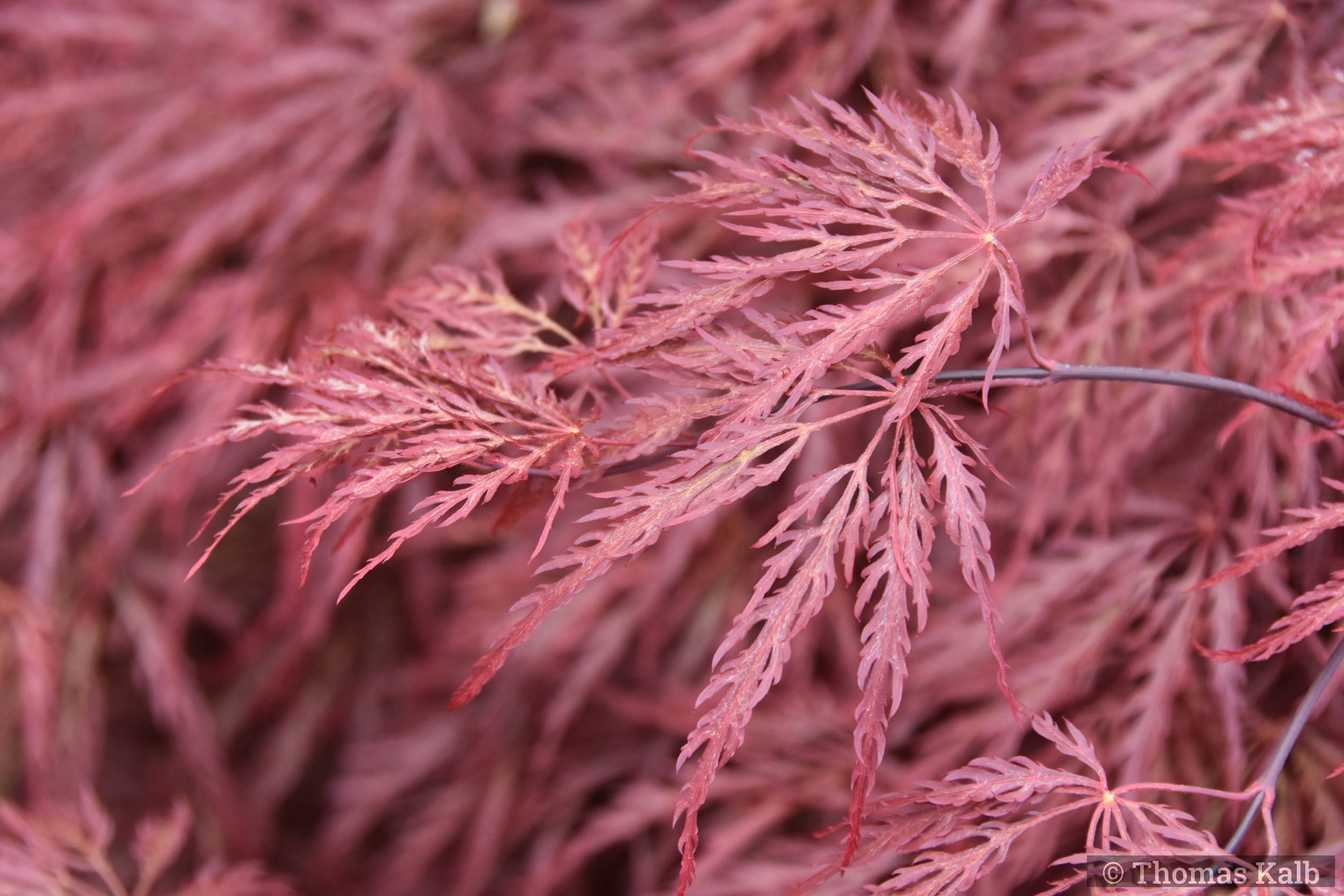 Acer palmatum ’Garnet’
