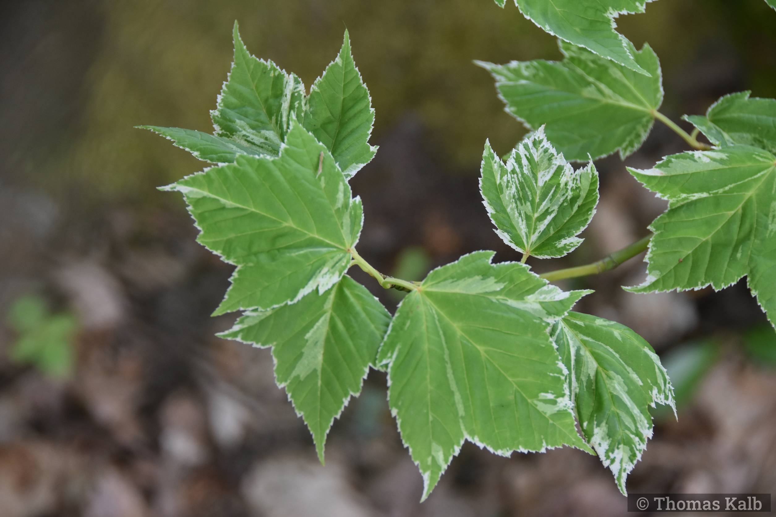 Acer rufinerve ’Hatsuyuki’