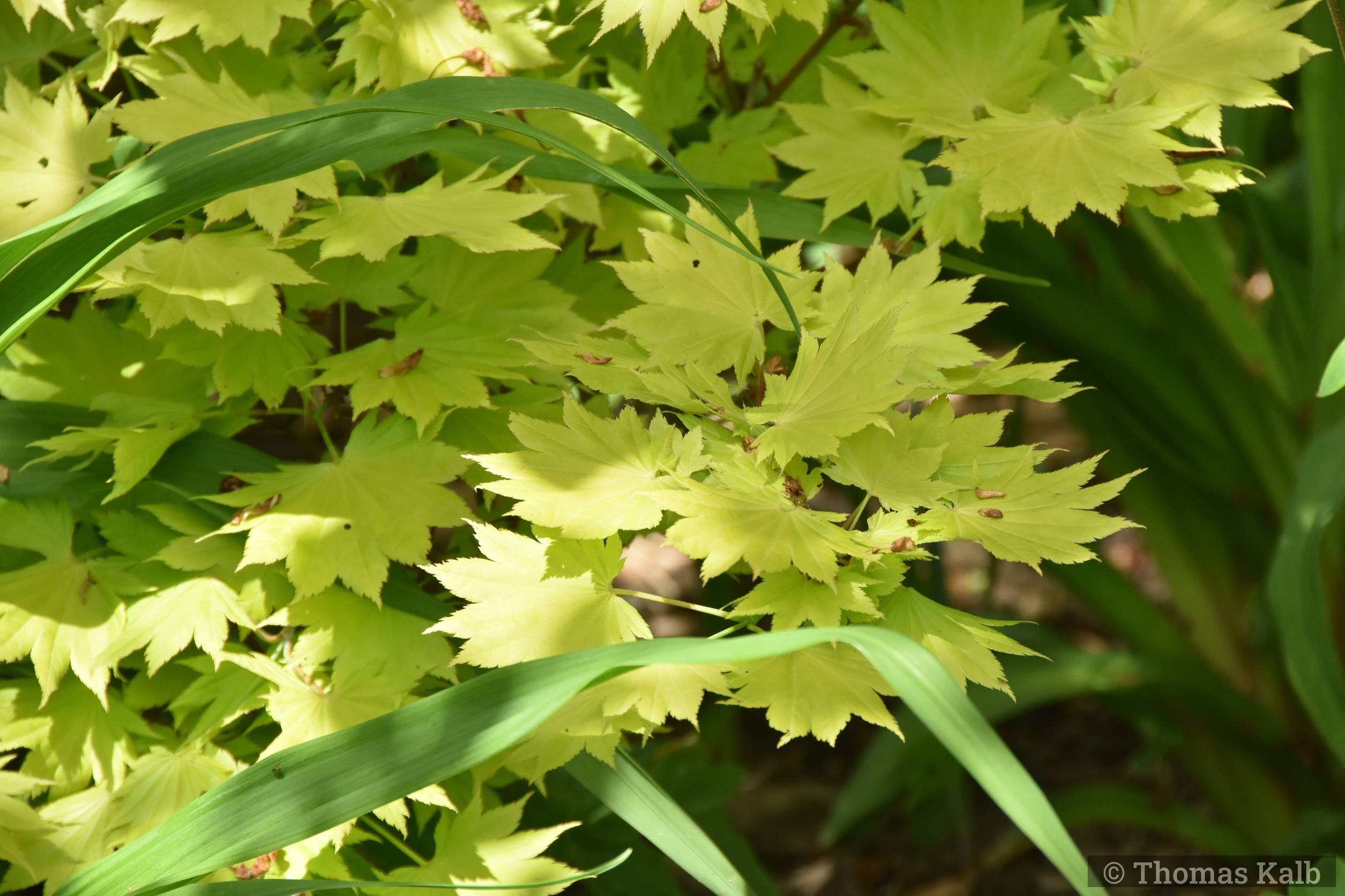 Acer shirasawanum ’Aureum’