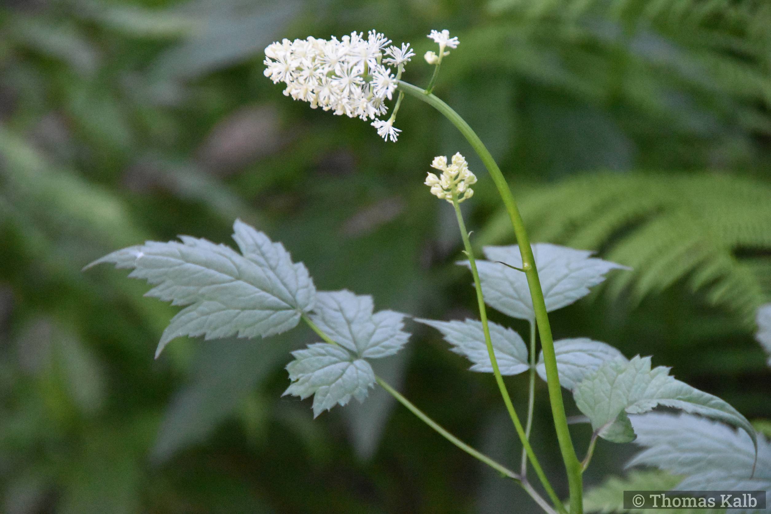 Actaea pachypoda ’Misty Blue’