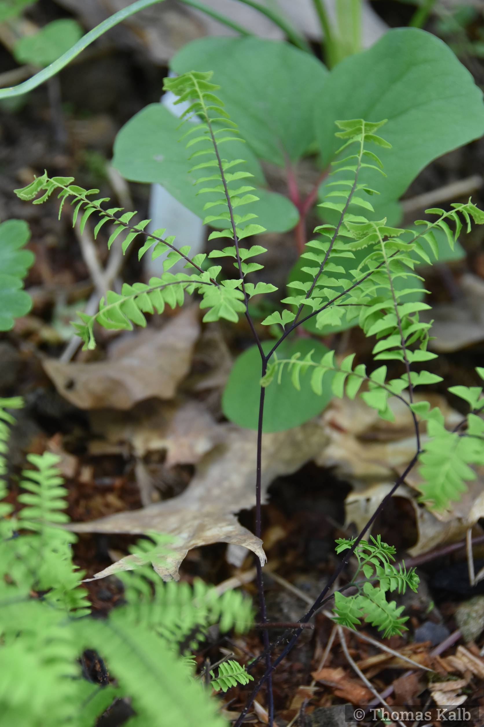 Adiantum pedatum ’Miss Sharples’