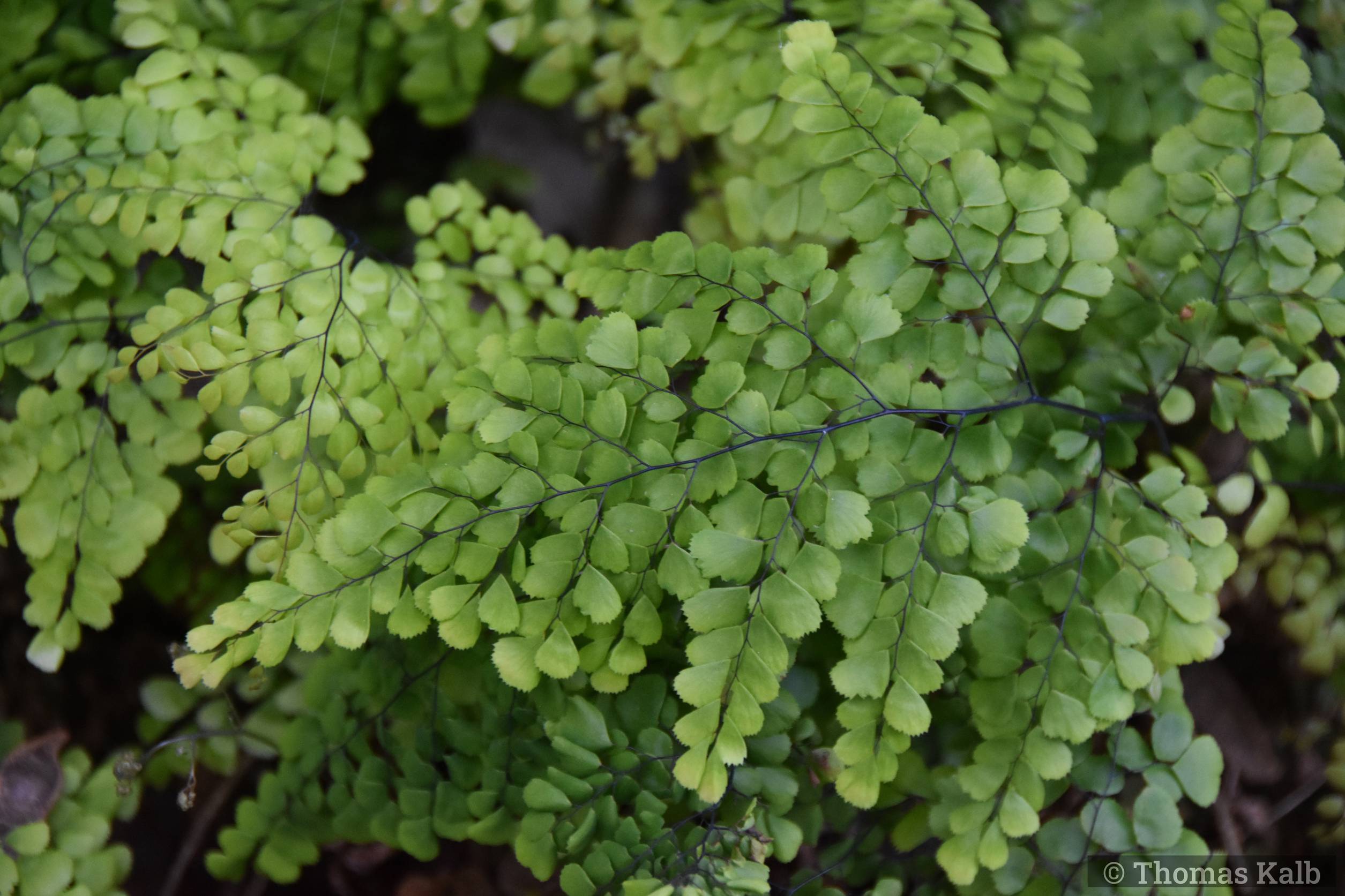 Adiantum venustum
