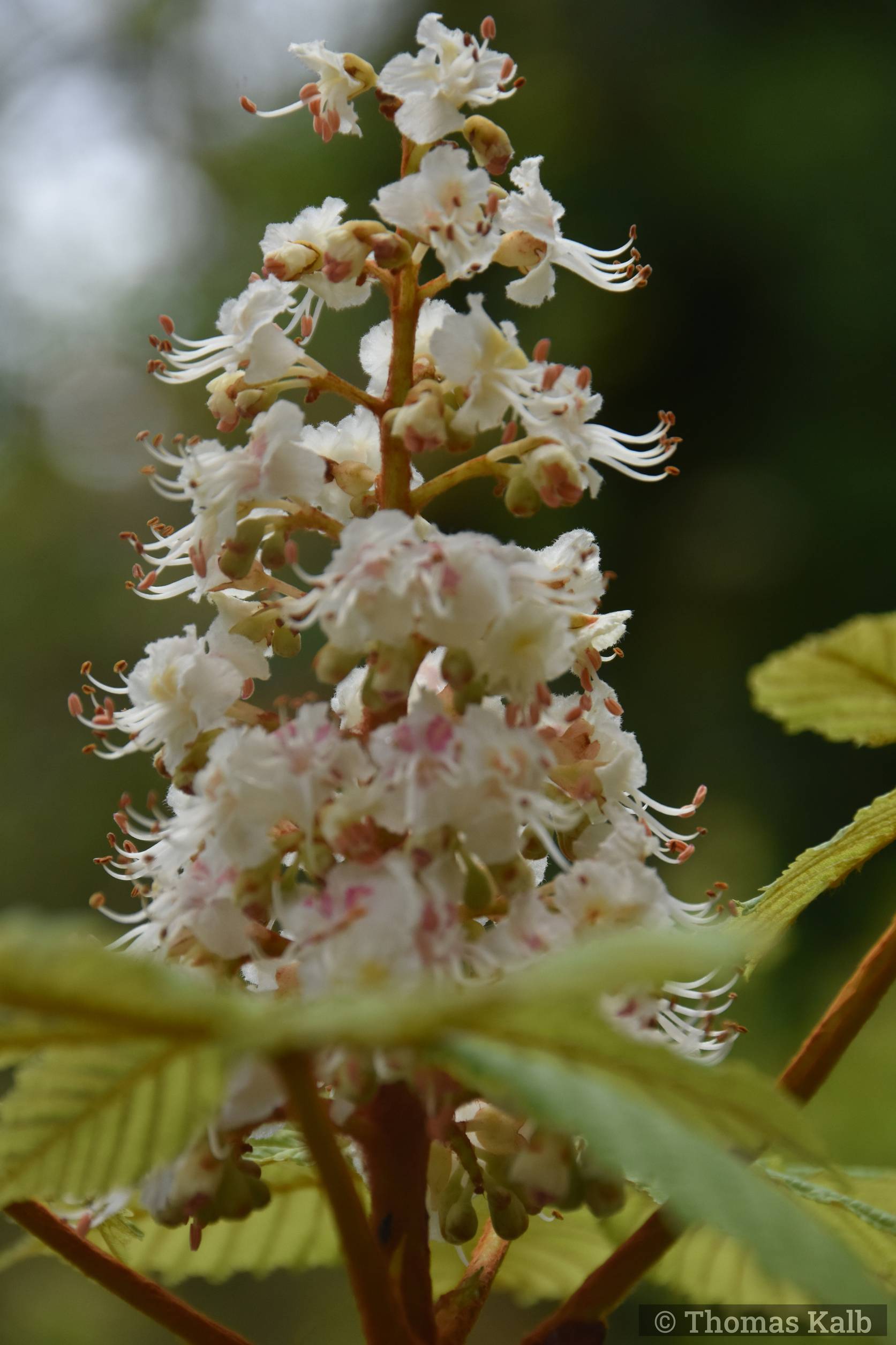 Aesculus hippocastanum