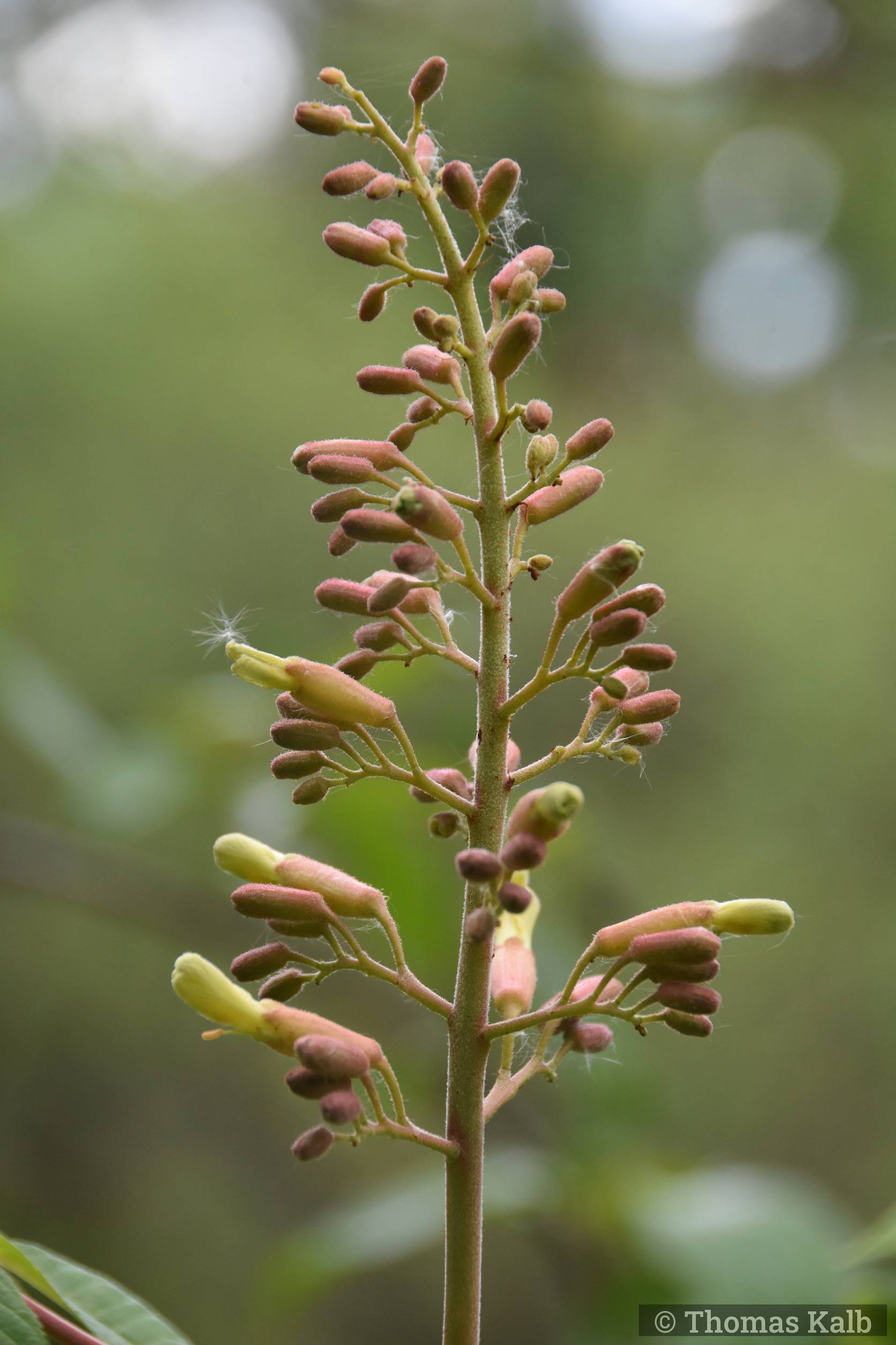 Aesculus x arnoldiana ’Autumn Splendour’
