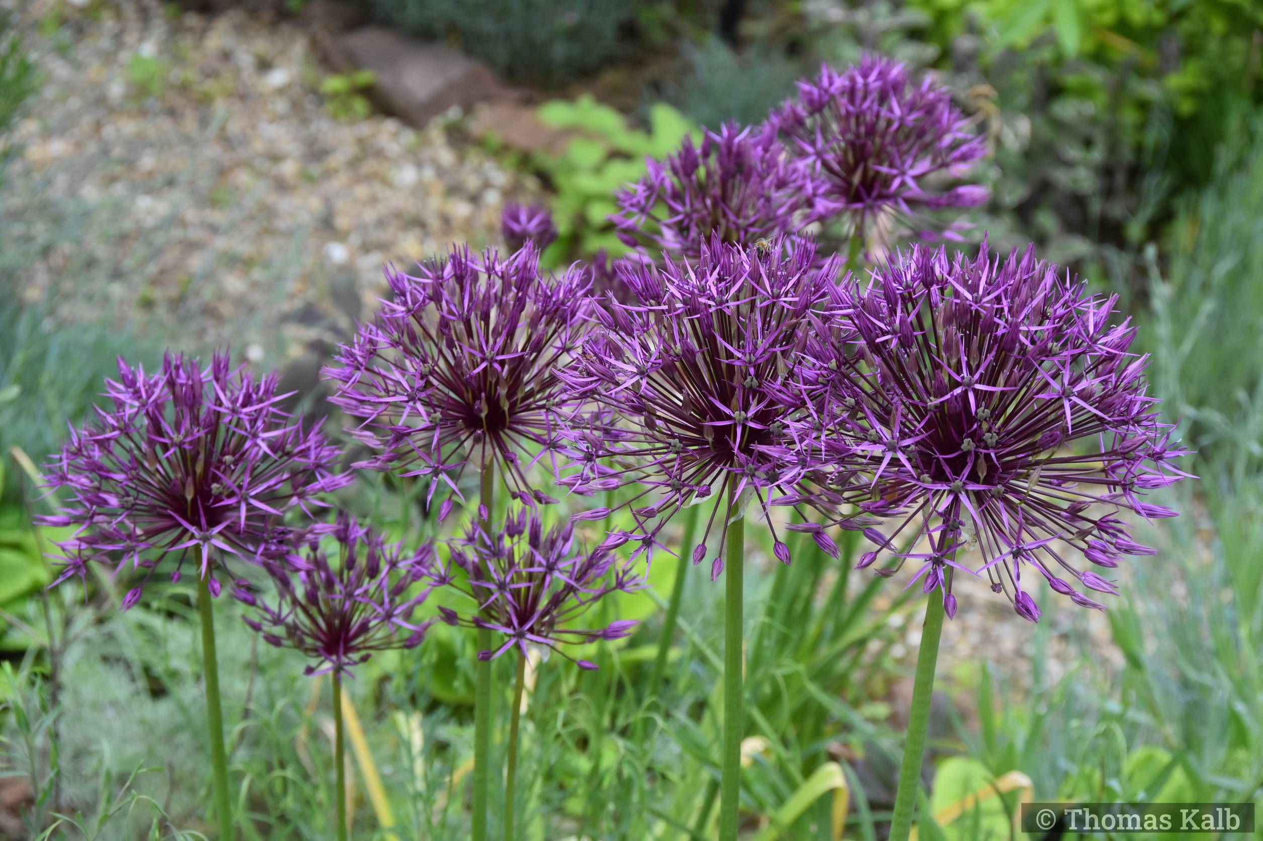 Allium ’Purple Rain’