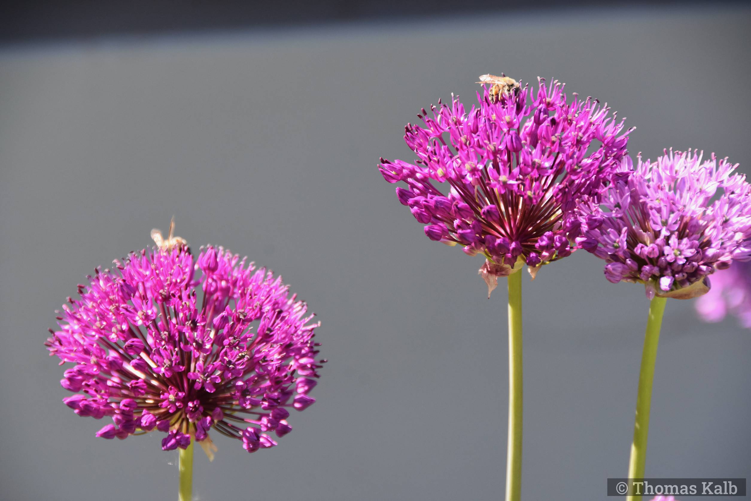 Allium ‚Purple Sensation‘