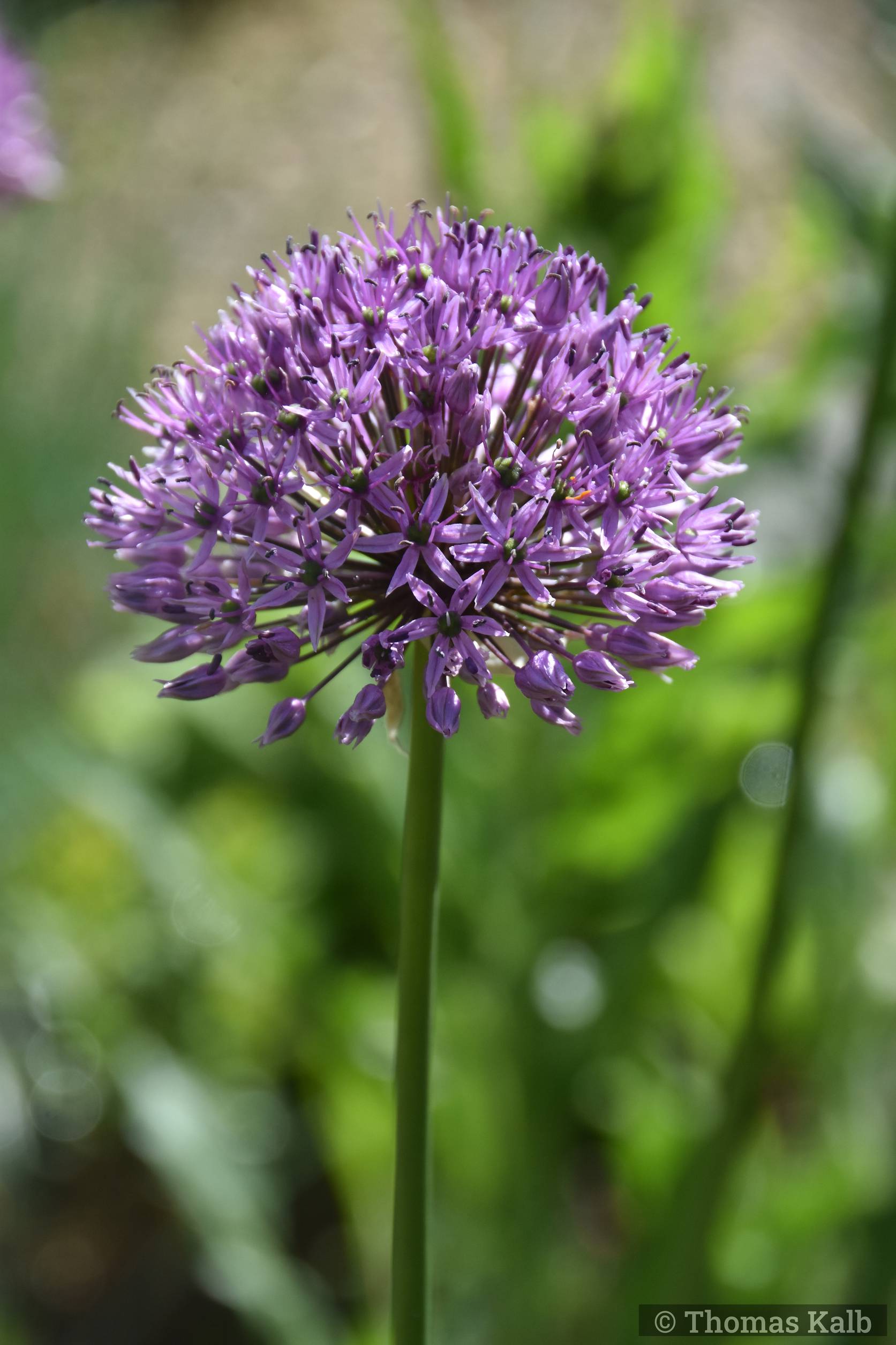 Allium altissimum ‚Goliath‘
