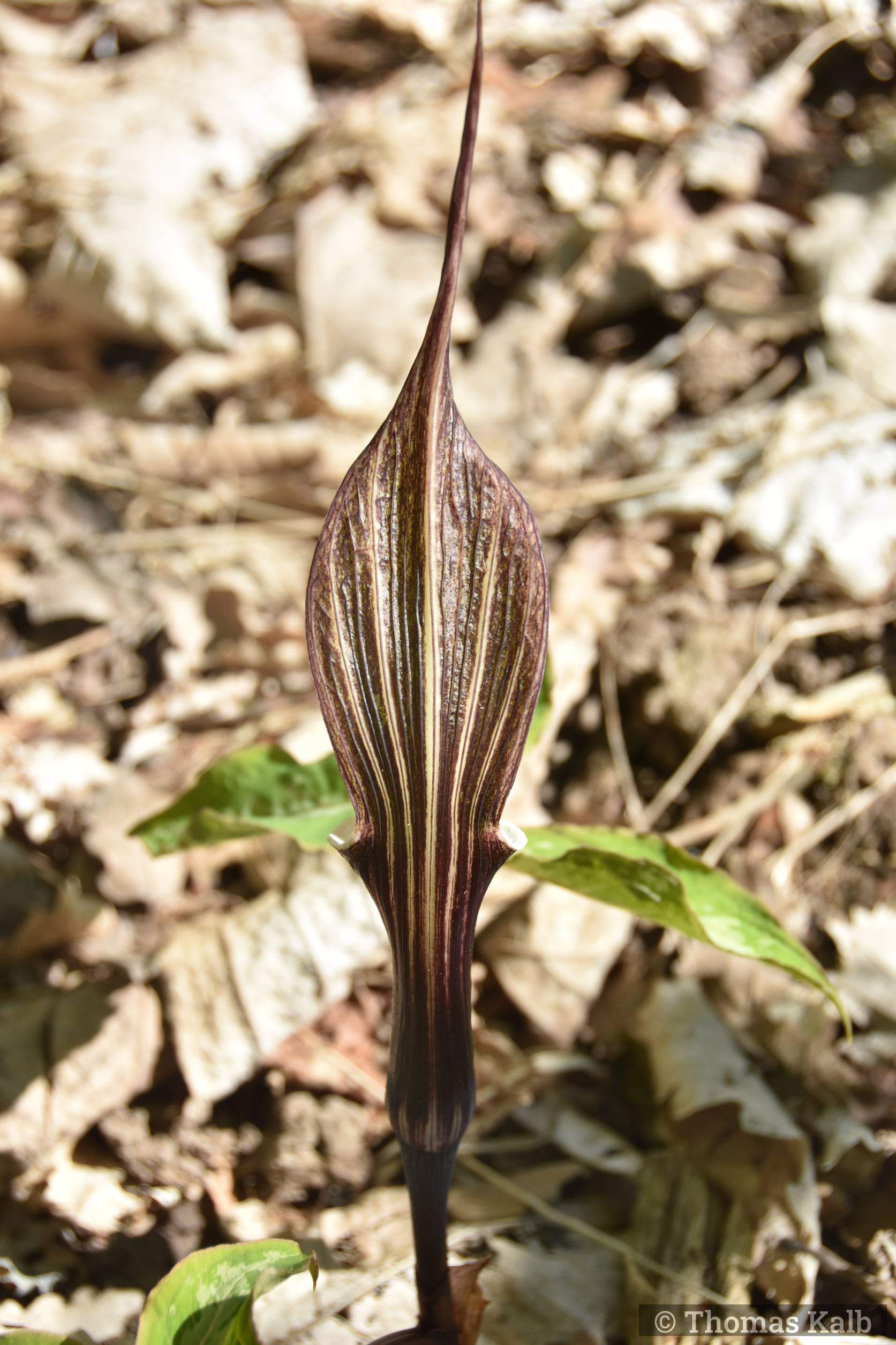 Arisaema sikokianum ’Silver Center’