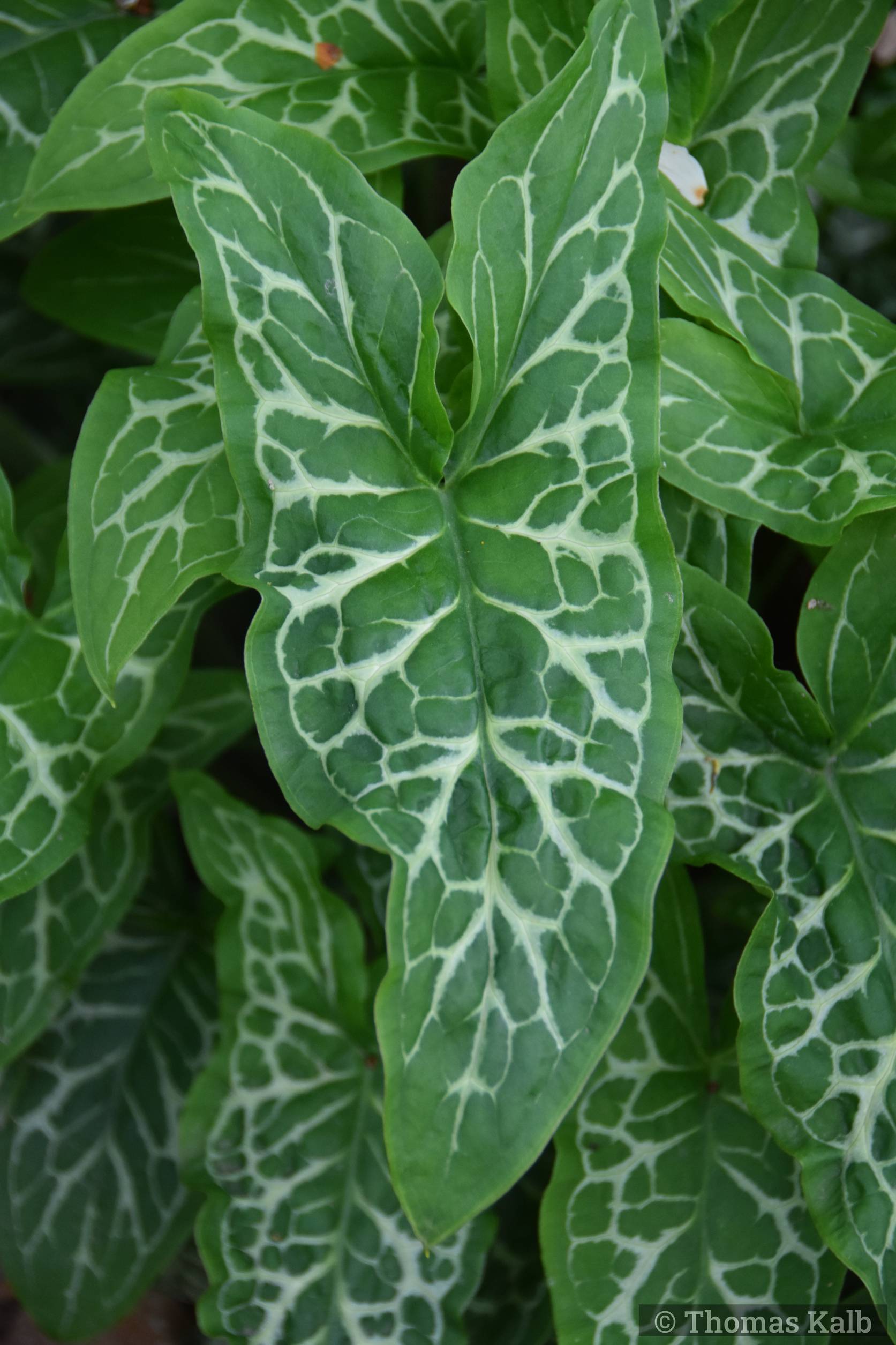 Arum italicum ssp. italicum ‚Marmoratum‘