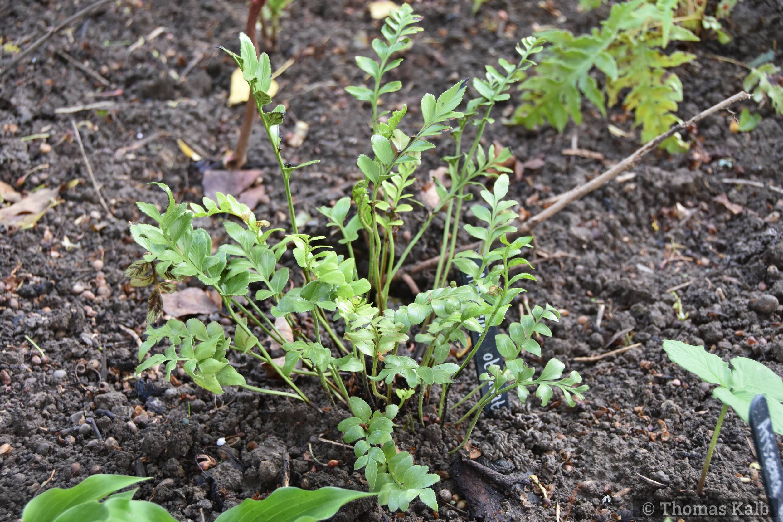 Asplenium obtusatum