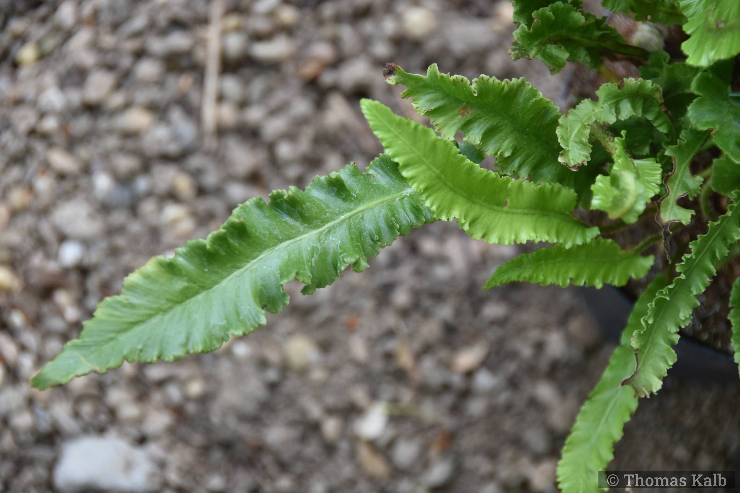 Asplenium scolopendrium ‚Angustatum‘