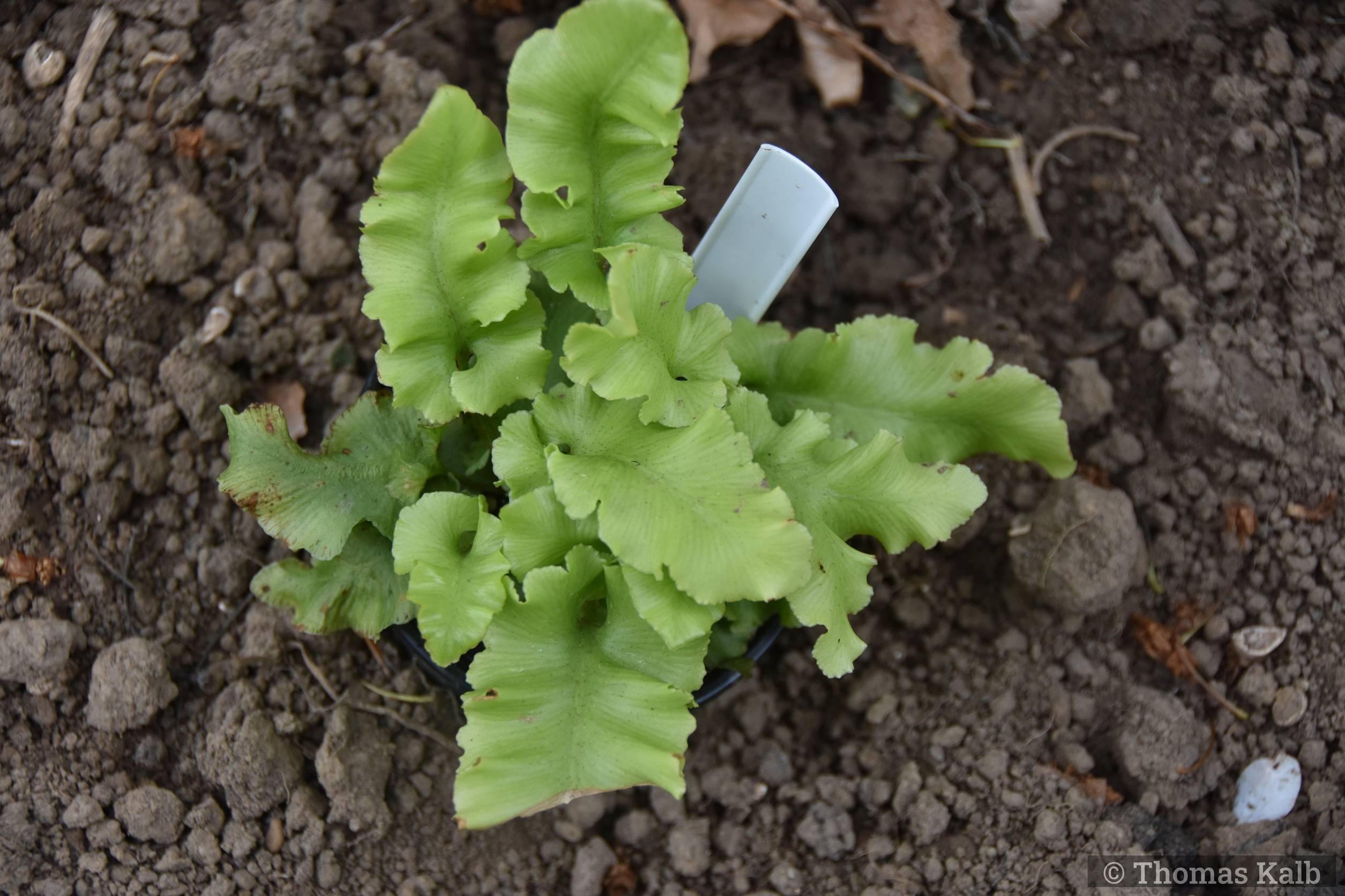 Asplenium scolopendrium ‚Crispum Moly‘