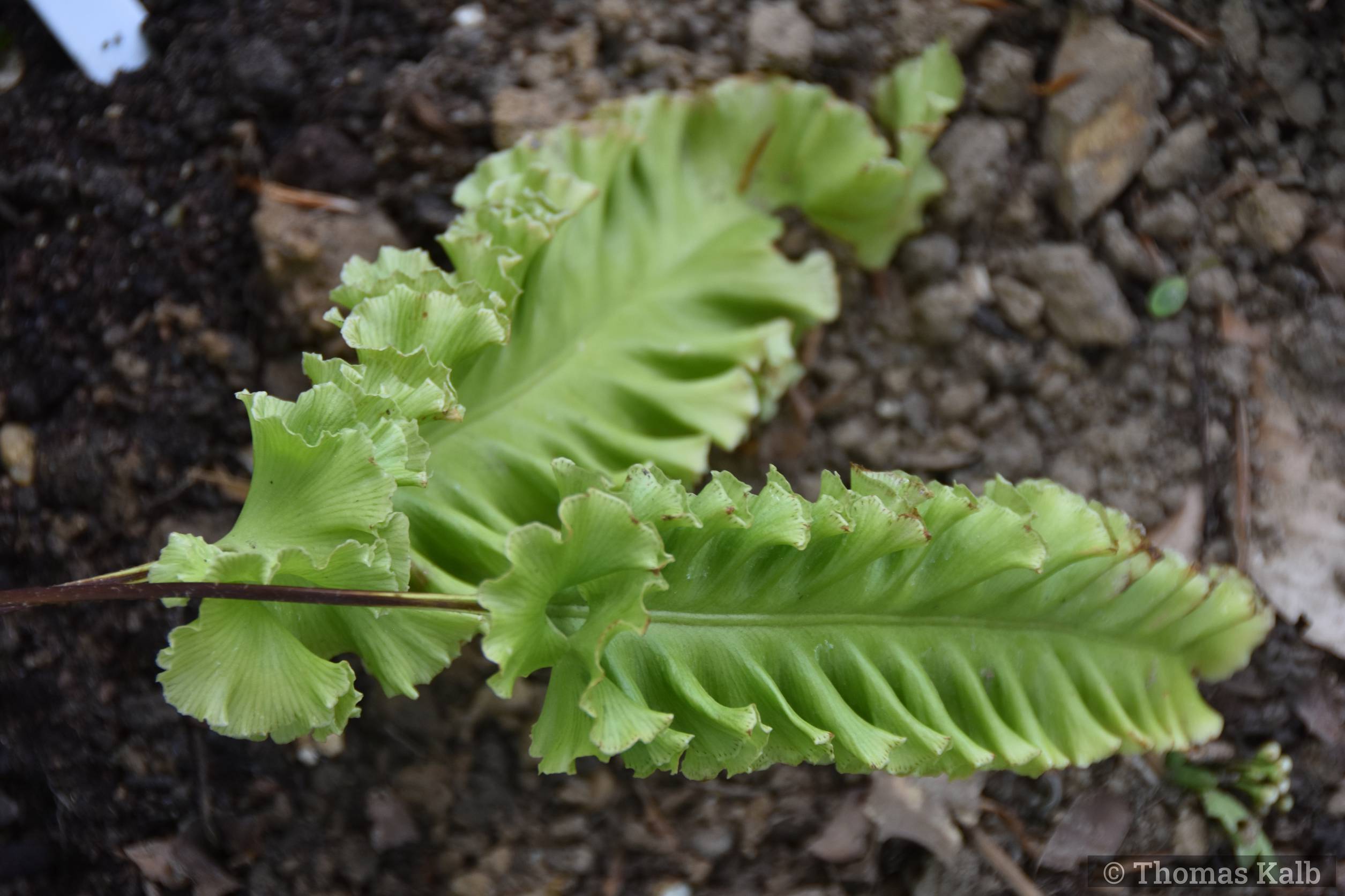 Asplenium scolopendrium ‚Crispum Speciosum‘
