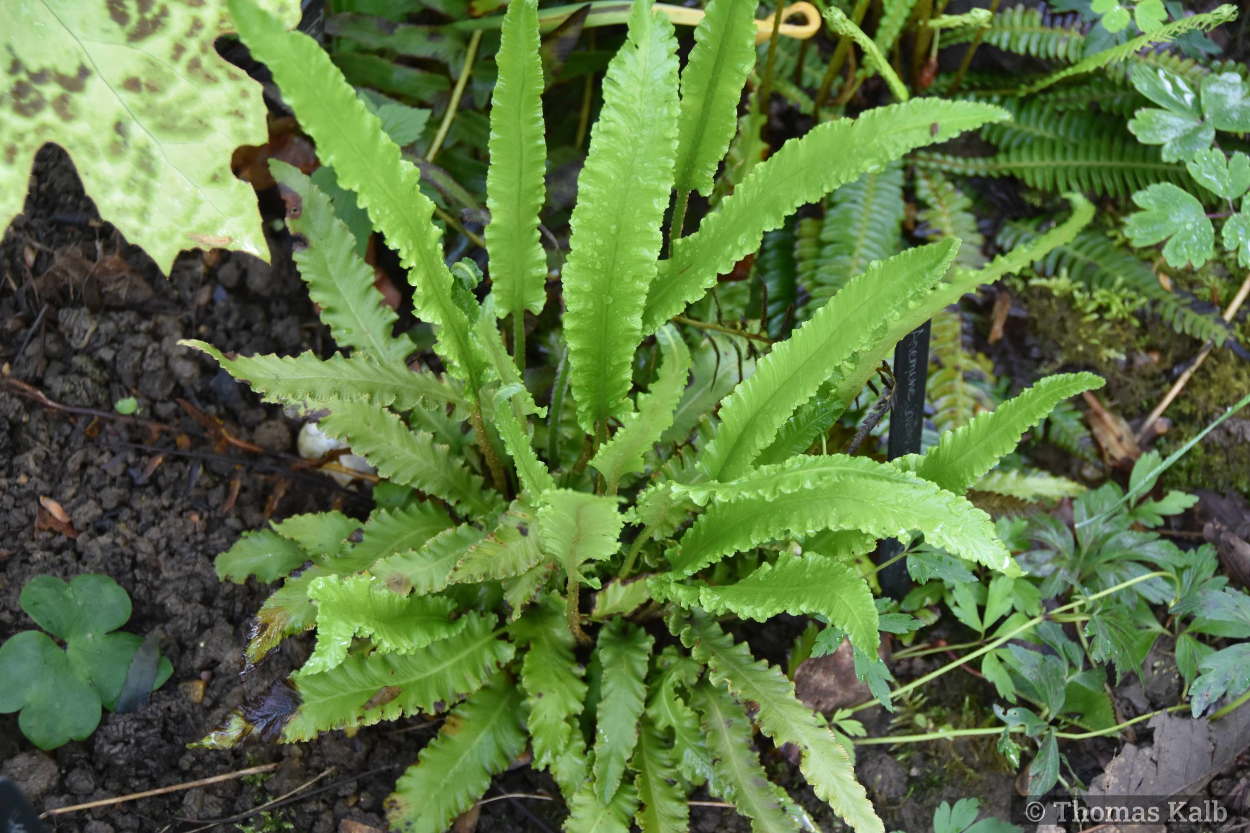 Asplenium scolopendrium ‚Muricatum‘
