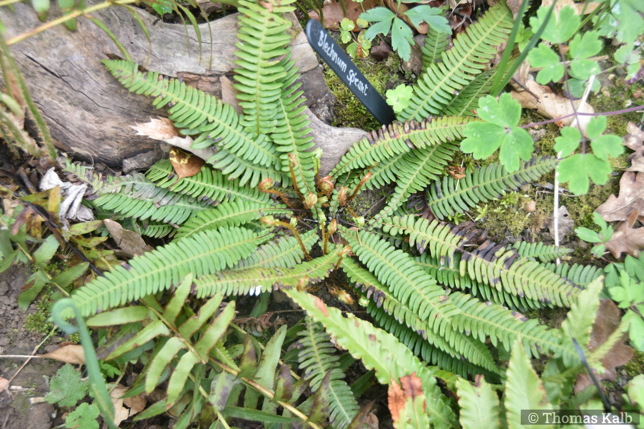 Blechnum spicant