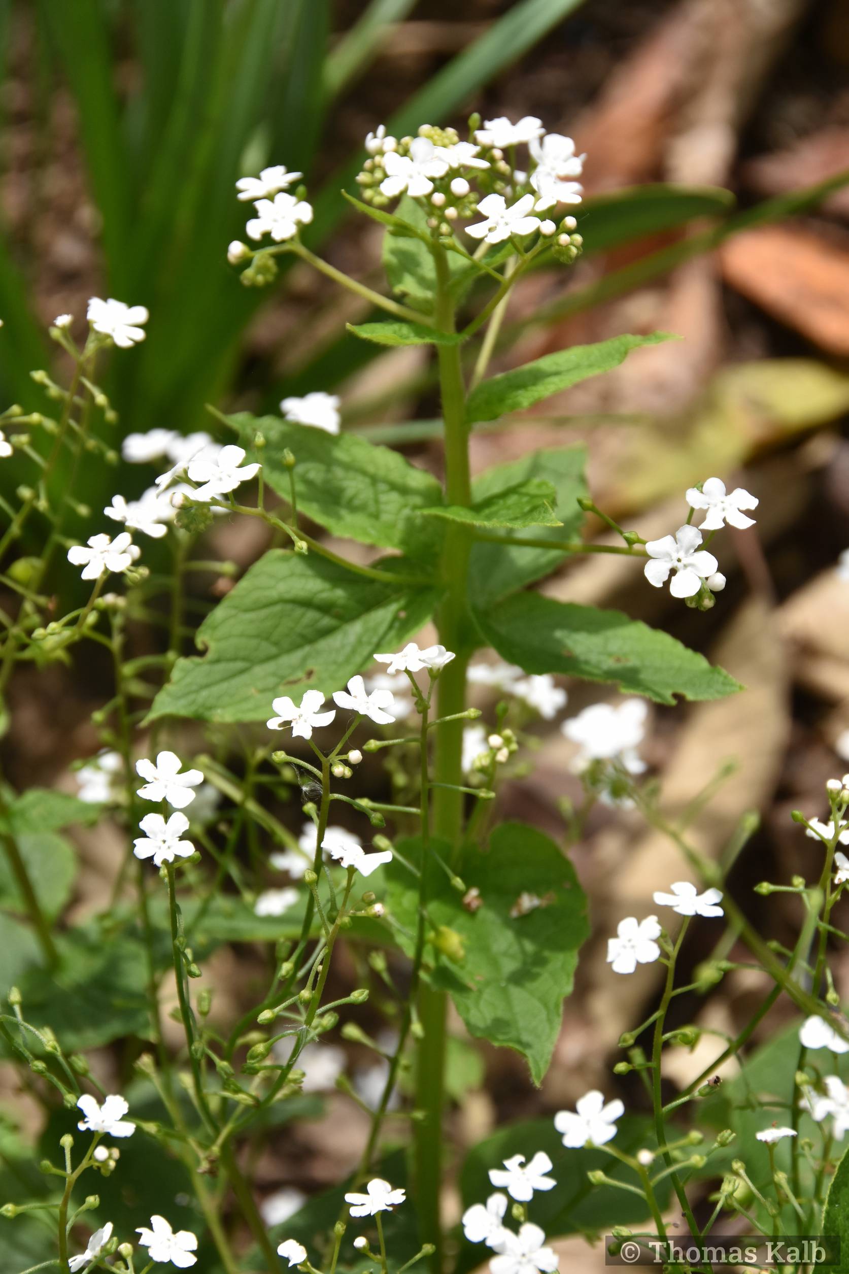 Brunnera macrophylla ‚Betty Bowring‘