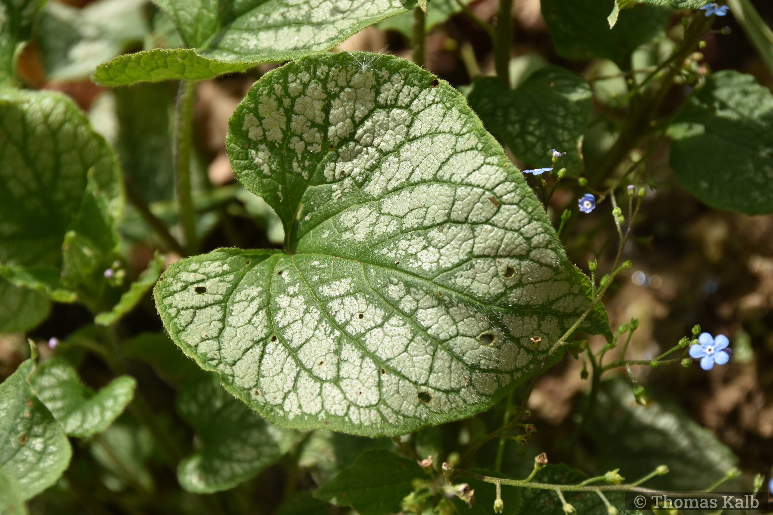 Brunnera macrophylla ’Jack Frost’