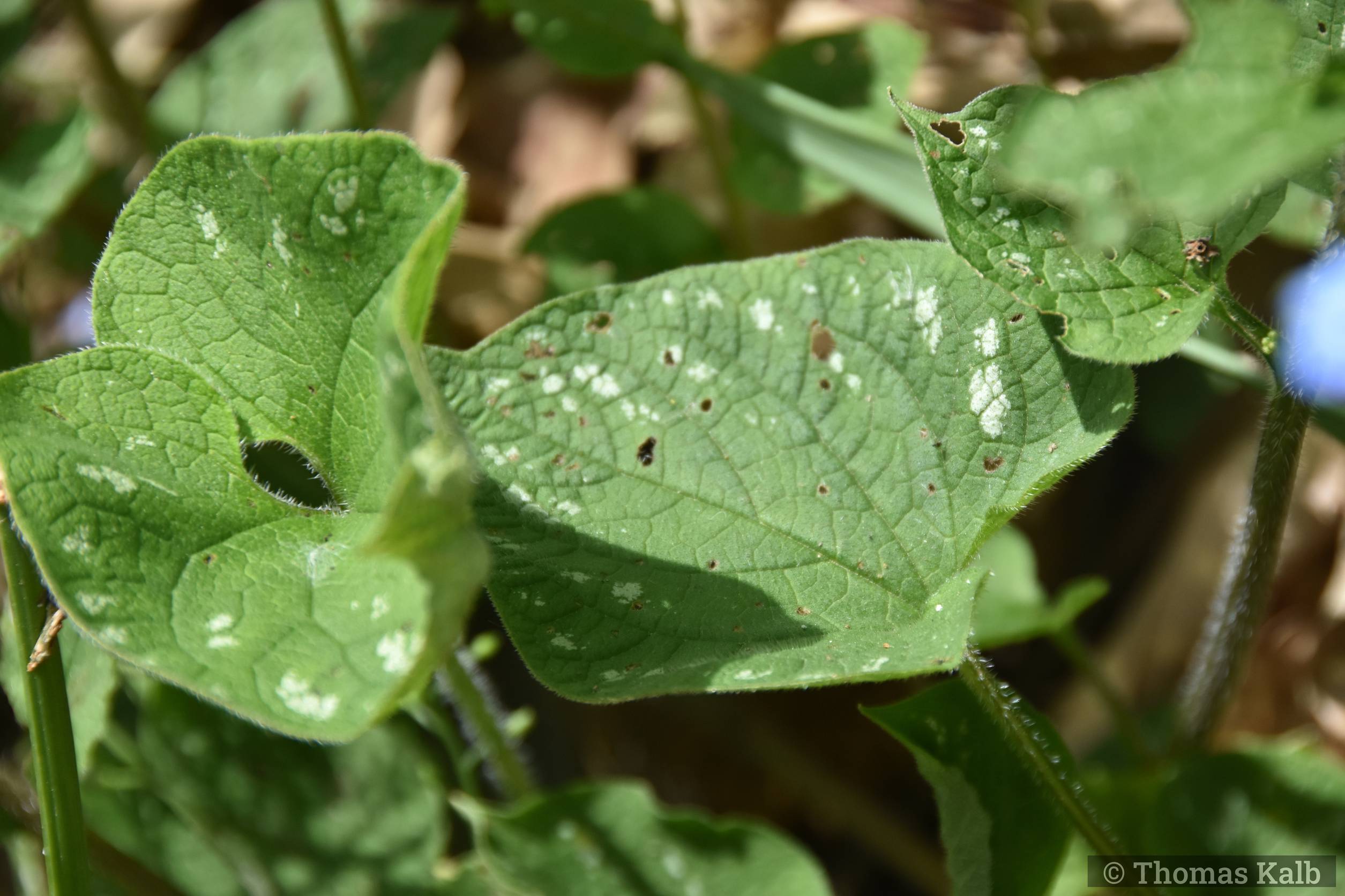Brunnera macrophylla ‚Langtrees‘