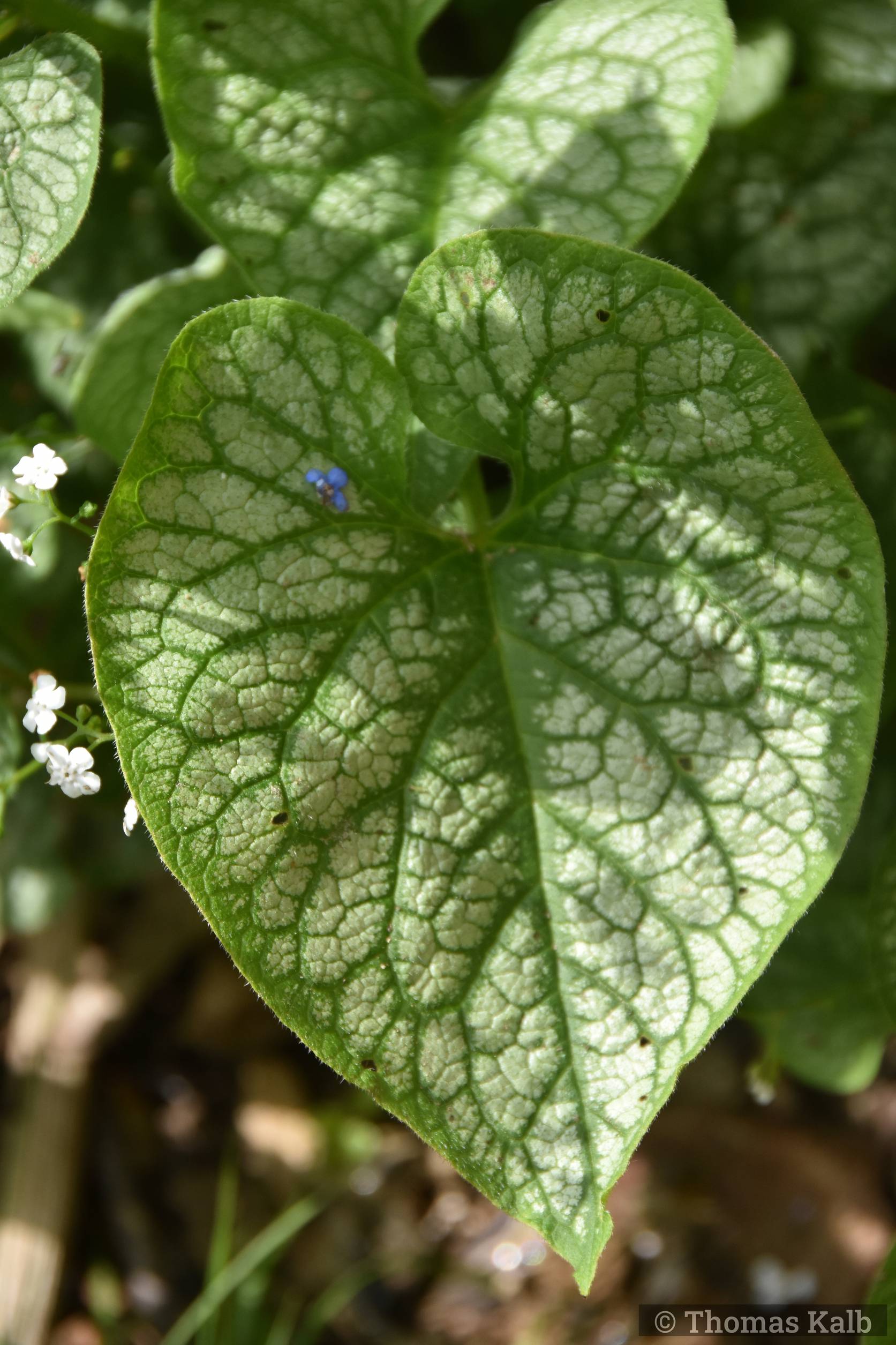 Brunnera macrophylla ‚Mr. Morse‘