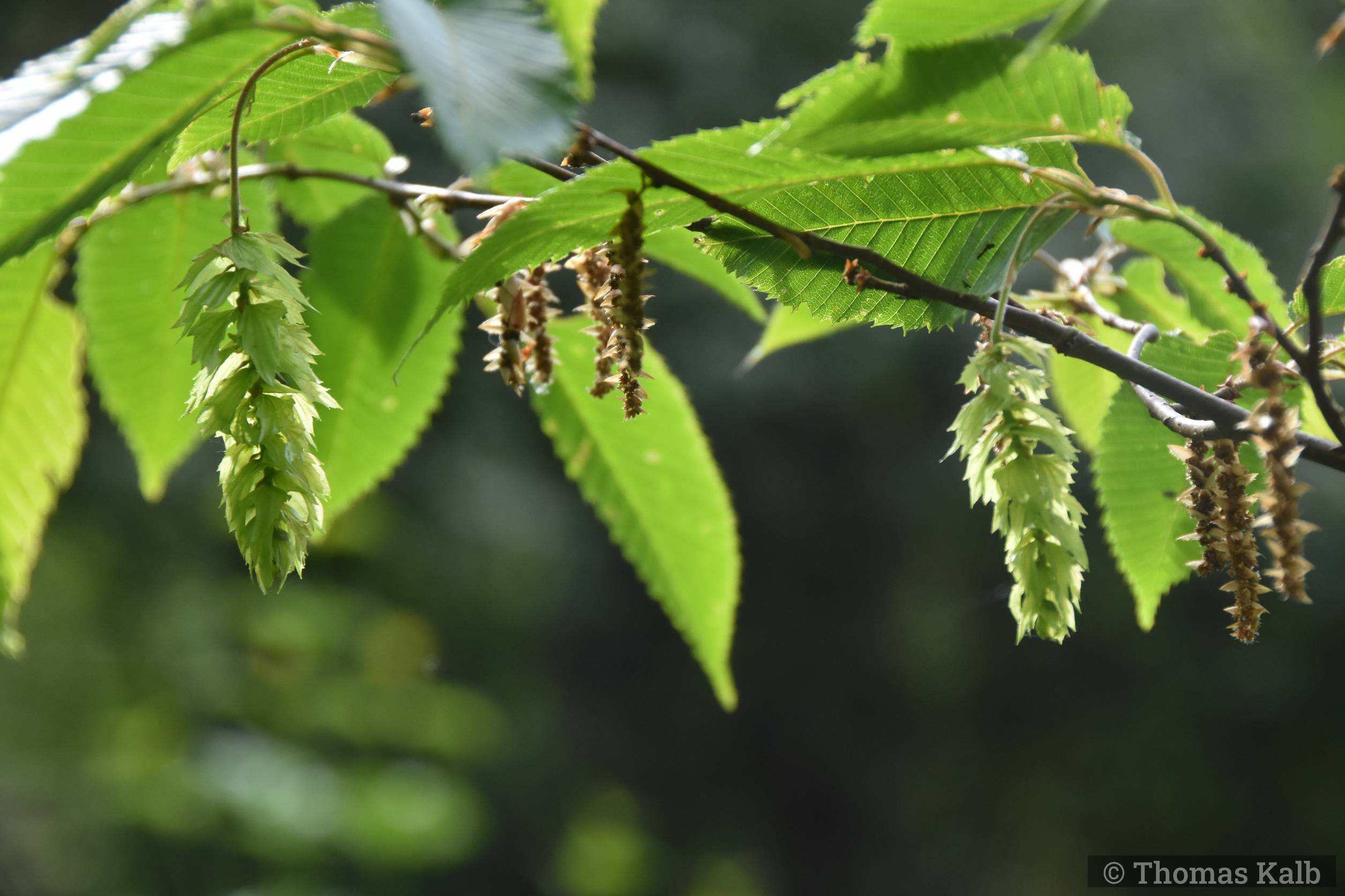 Carpinus japonica ’Chinese Lantern’