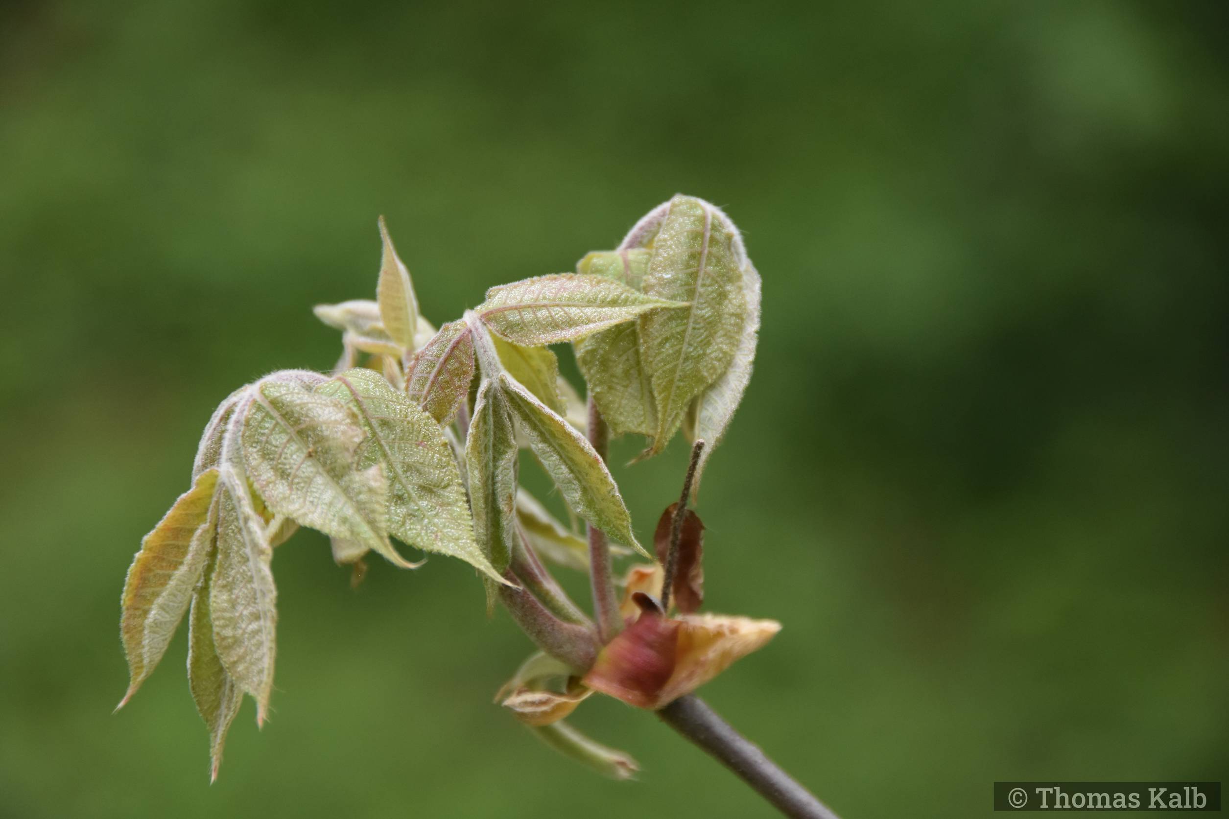 Carya tomentosa
