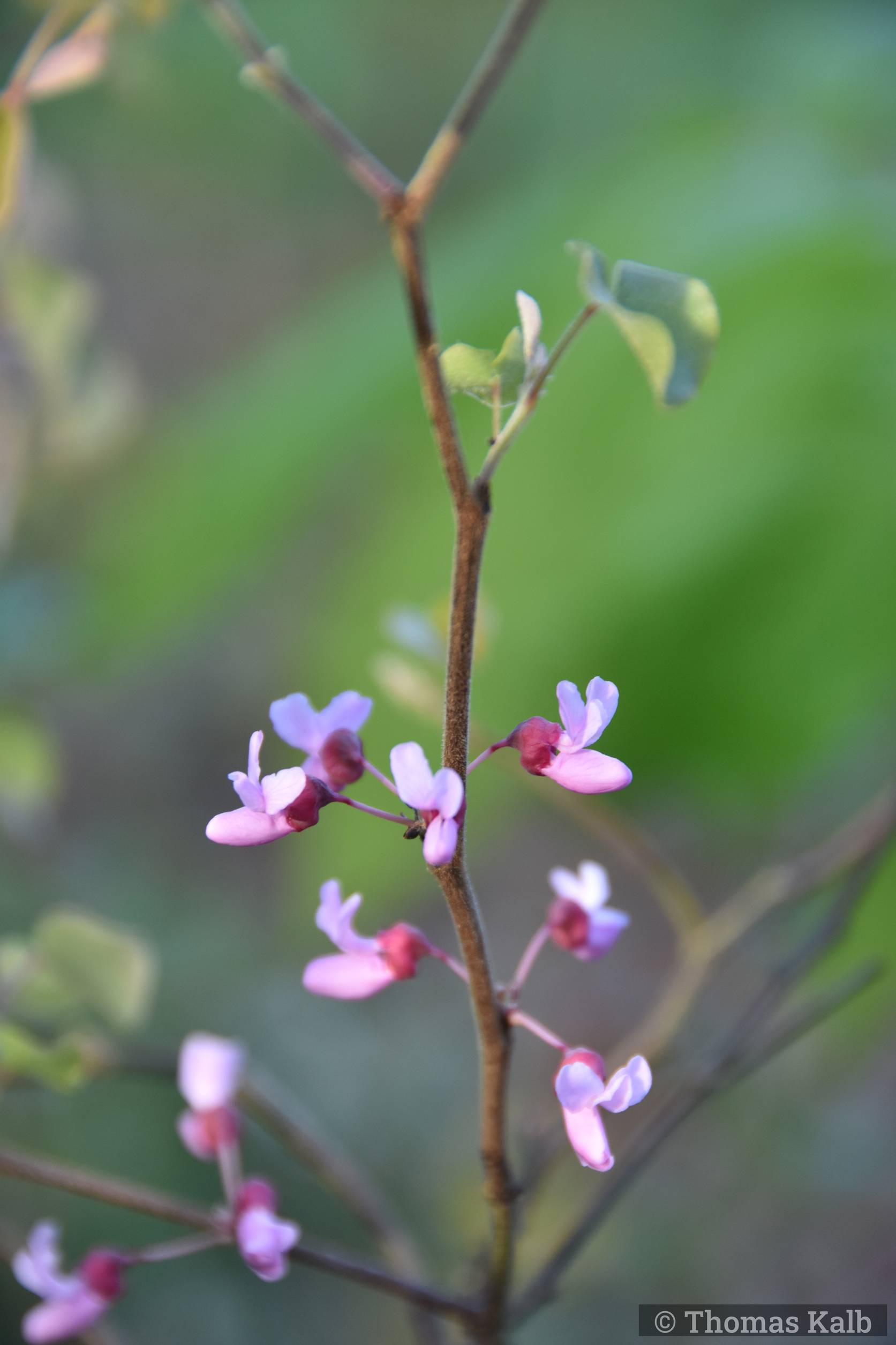 Cercis canadensis ssp. mexicana