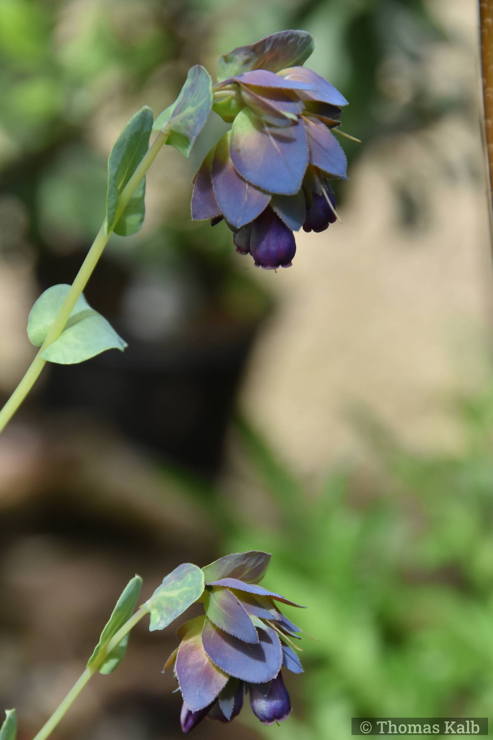 Cerinthe major