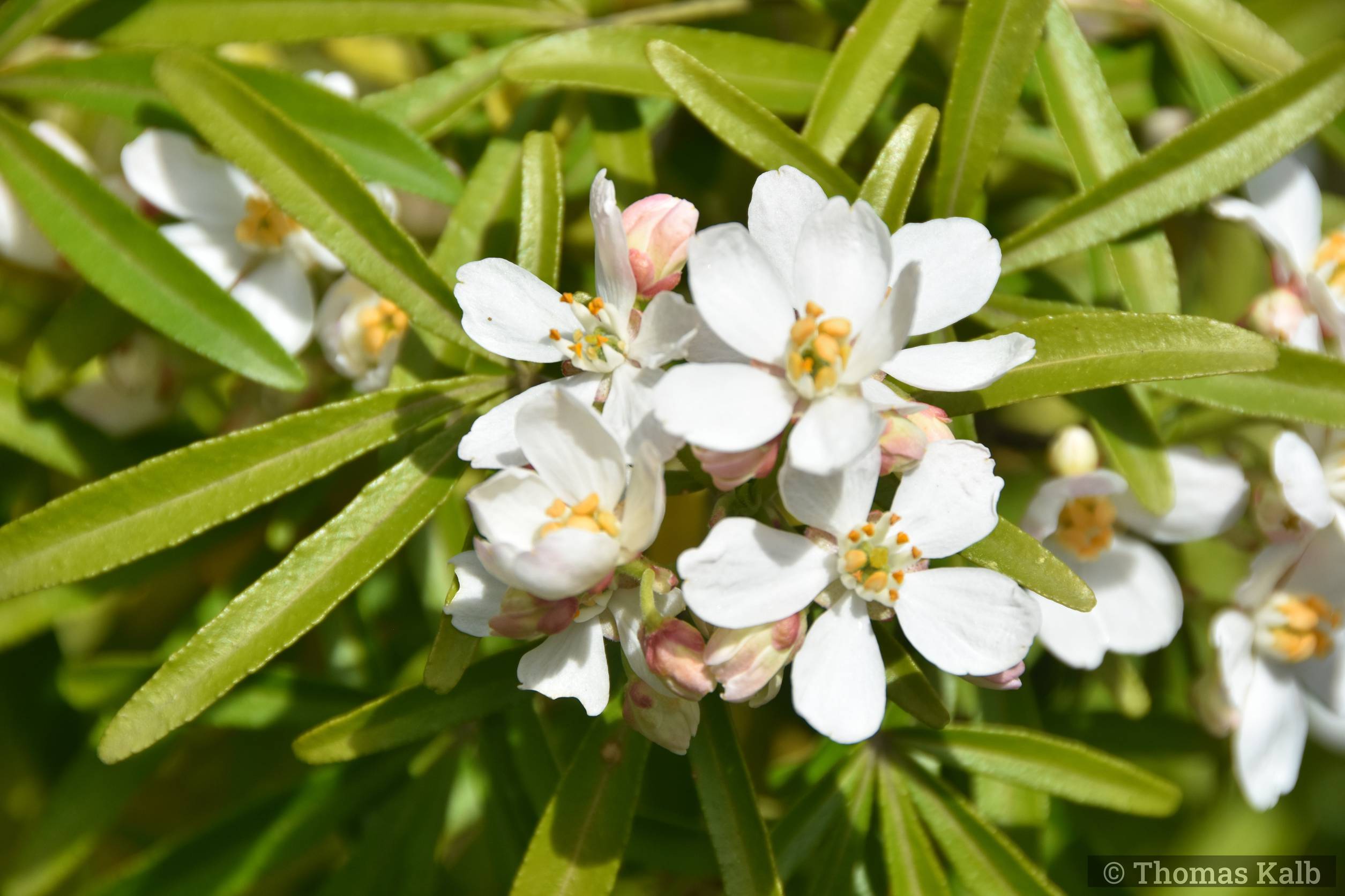 Choisya x dewitteana ’Aztec Pearl’