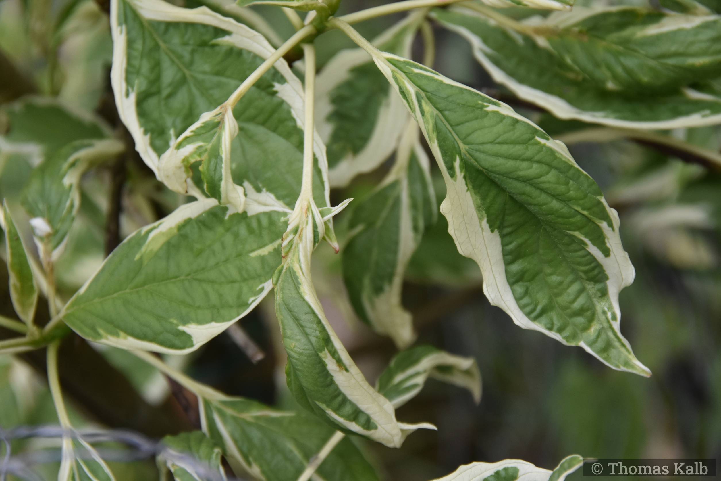 Cornus controversa ‚Variegata‘