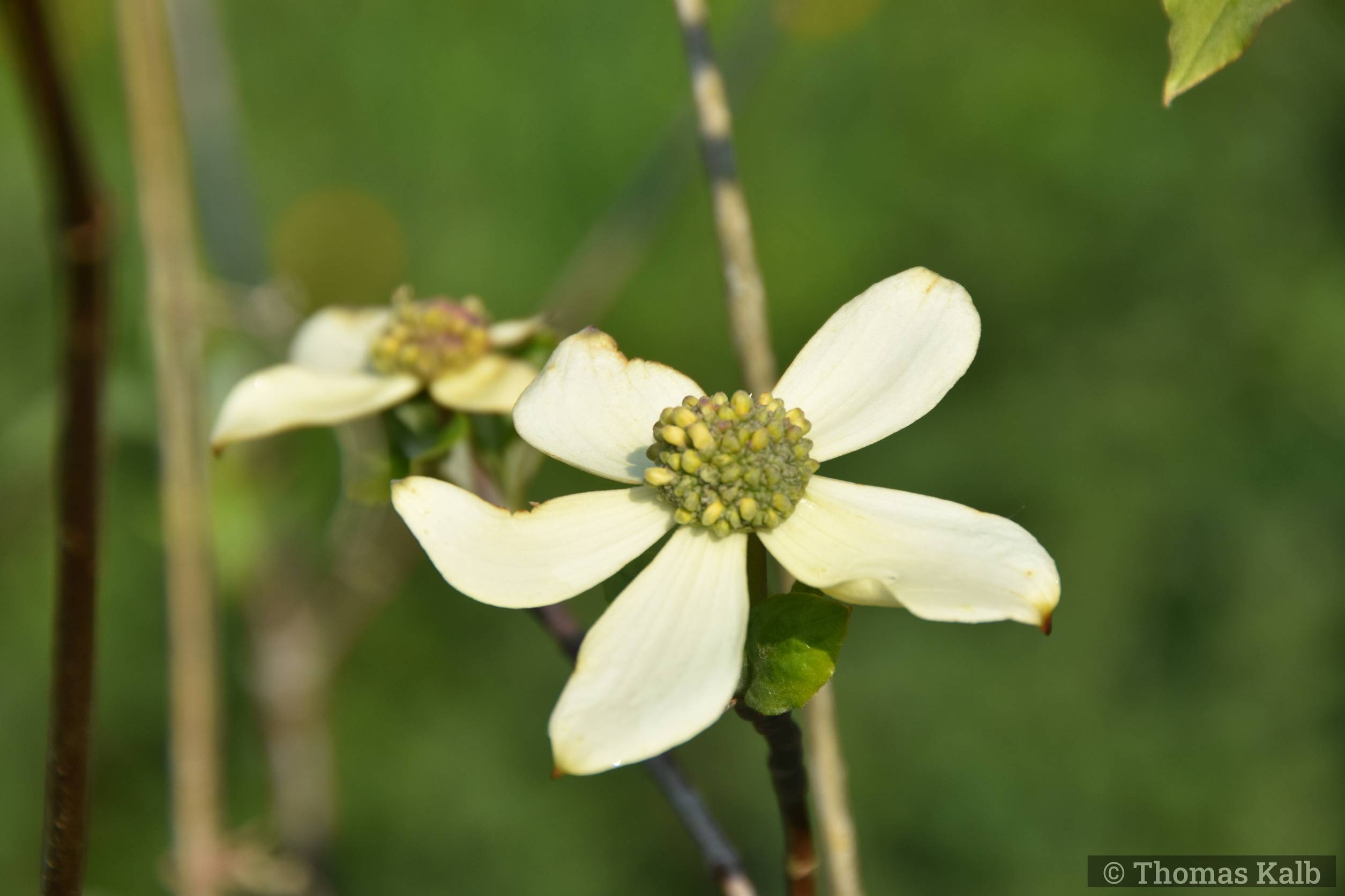 Cornus nuttallii ’Portlemouth’