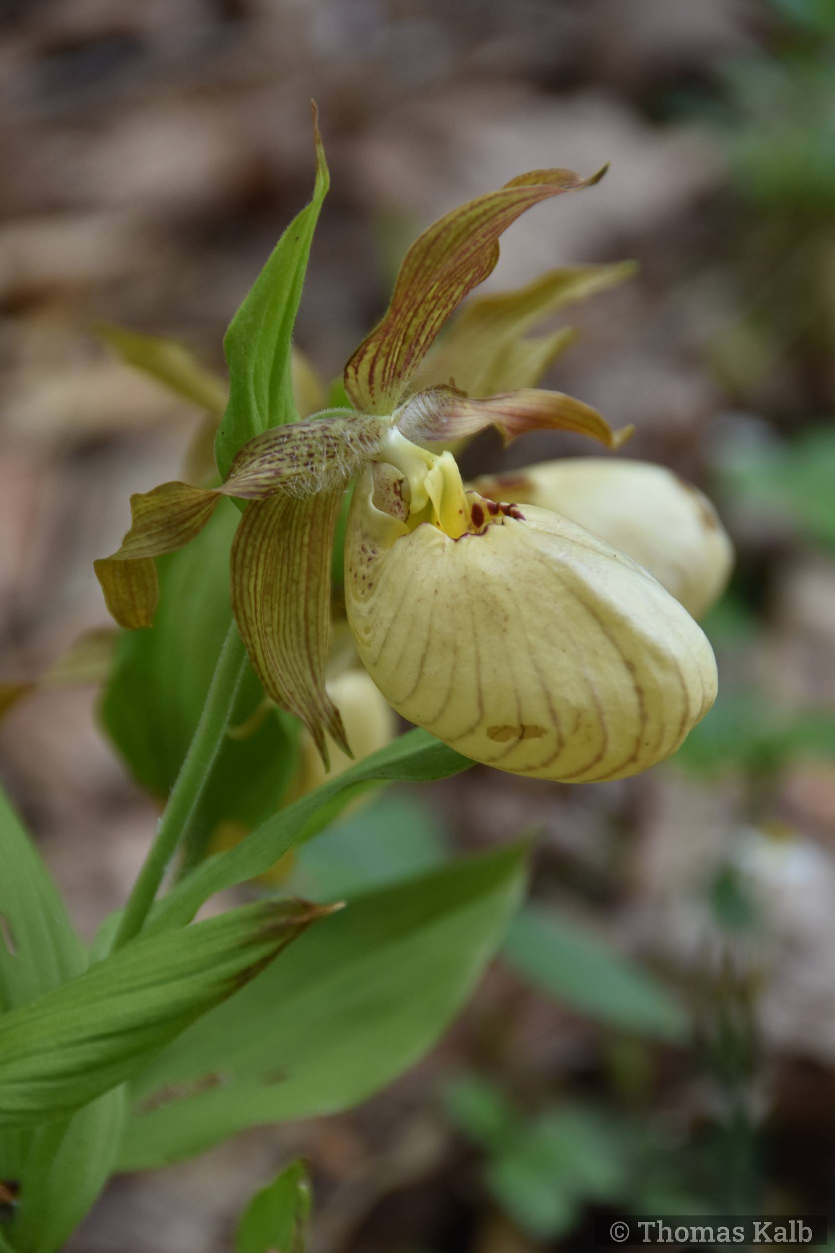 Cypripedium
