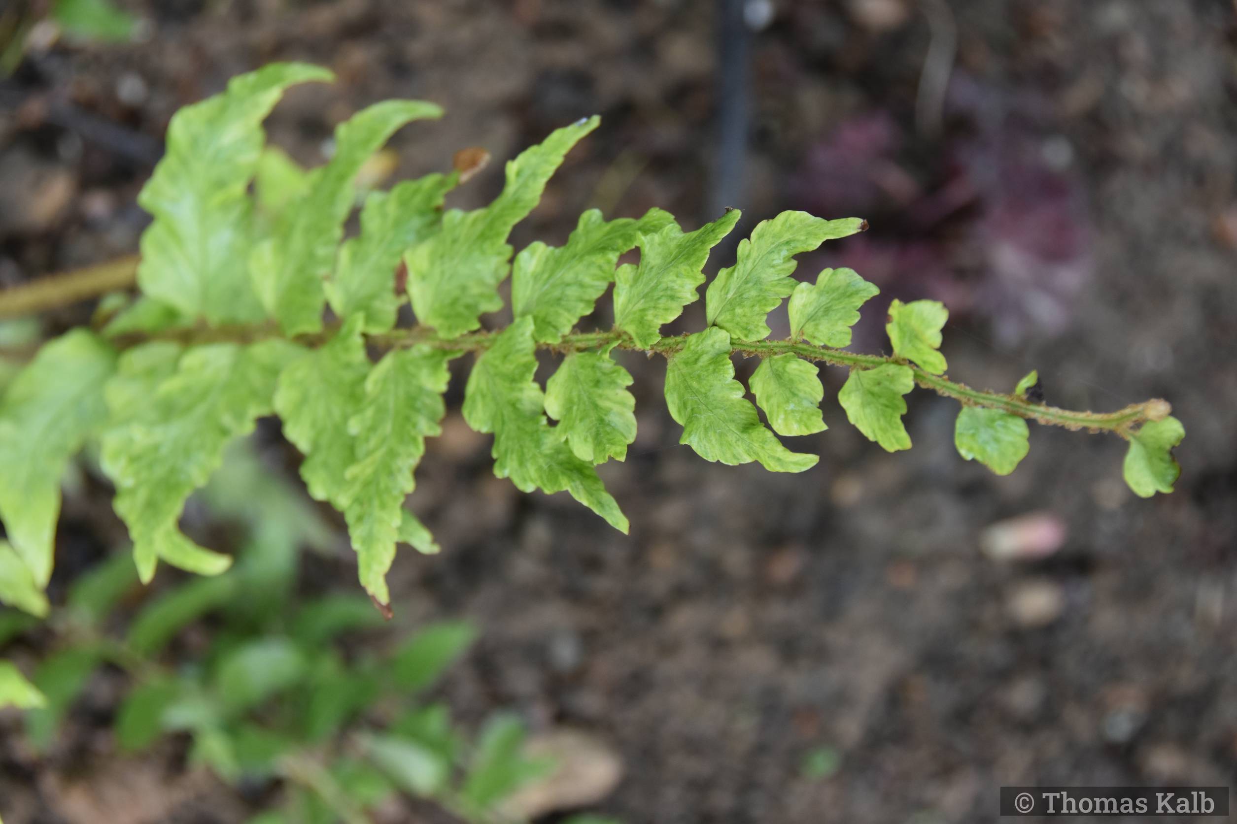 Cyrtomidictum lepidocaula