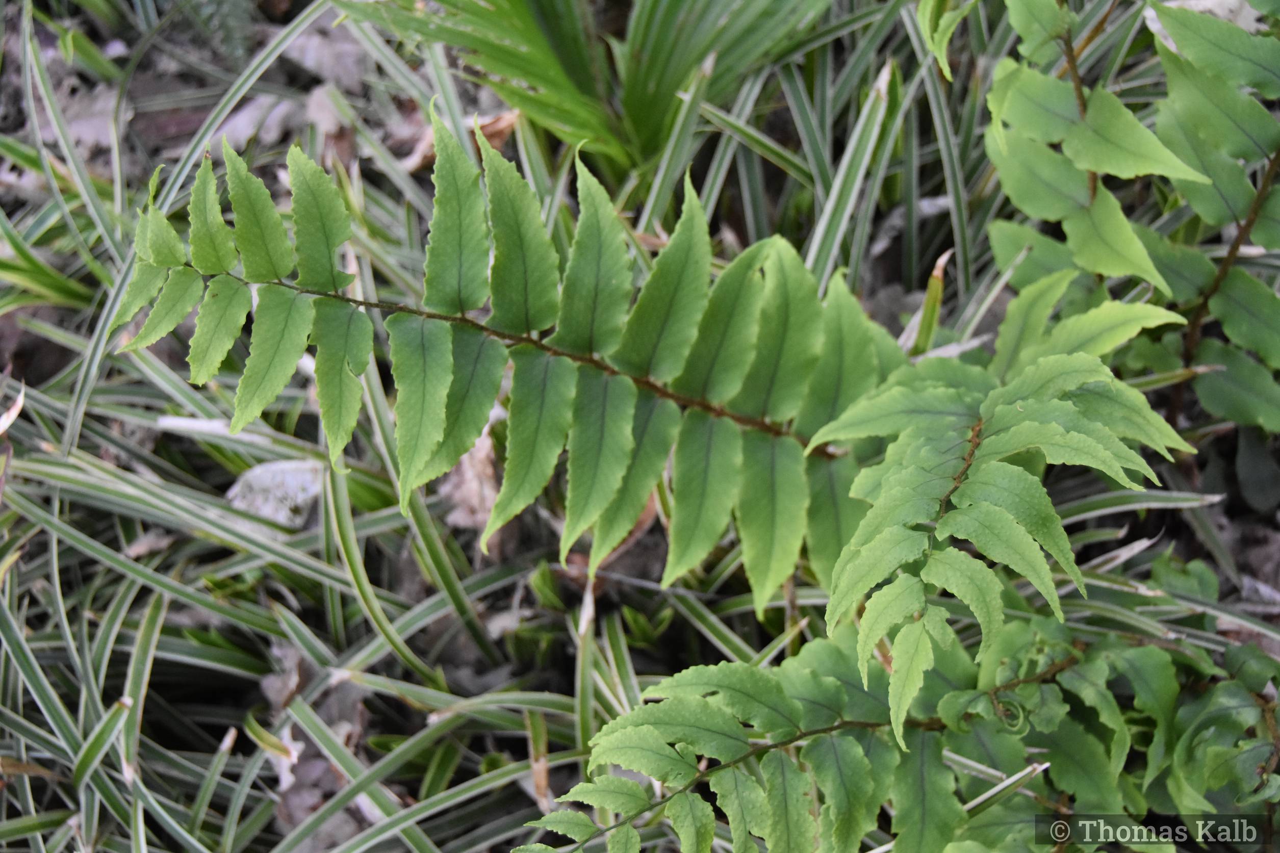 Cyrtomium fortunei var. clivicola