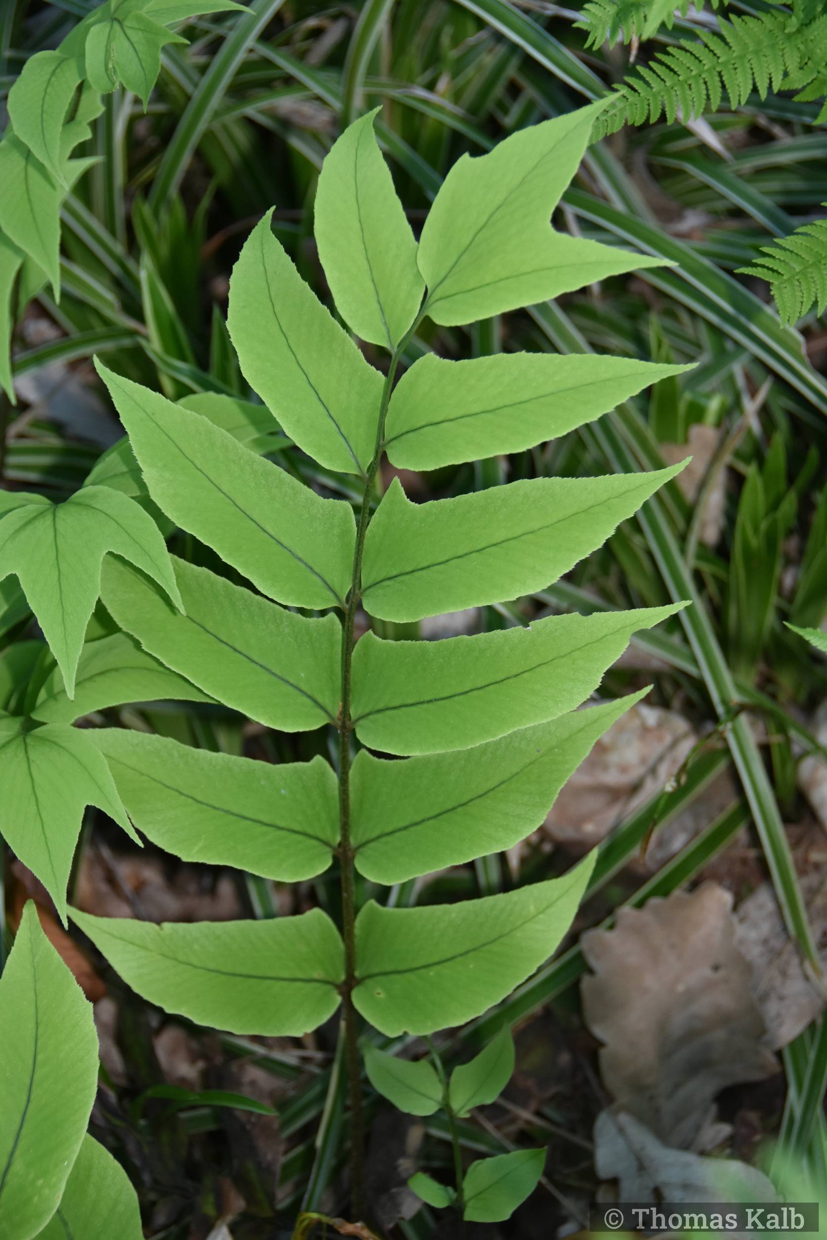 Cyrtomium macrophyllum var. tukusicola