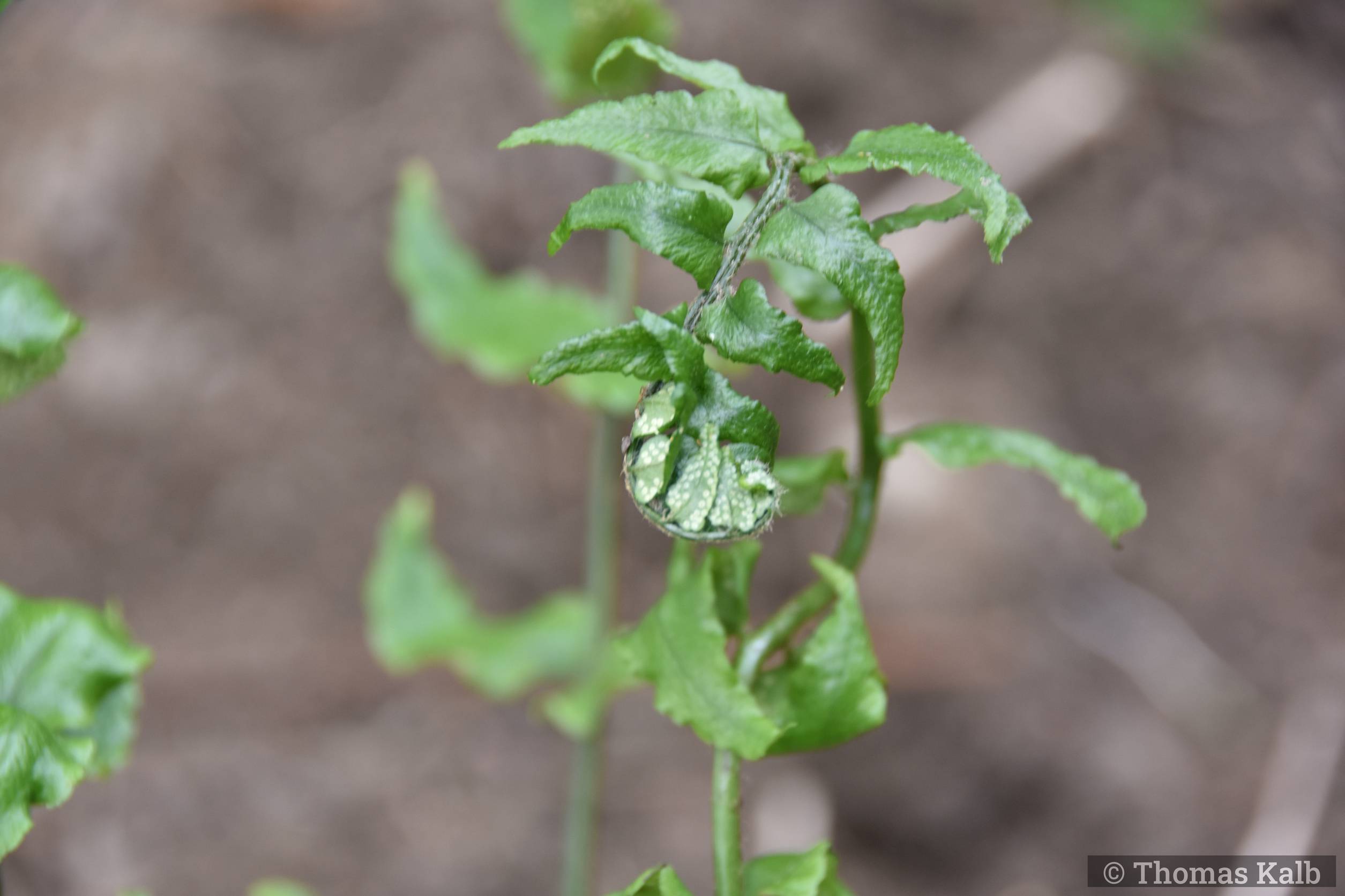 Cyrtomium hookerianum