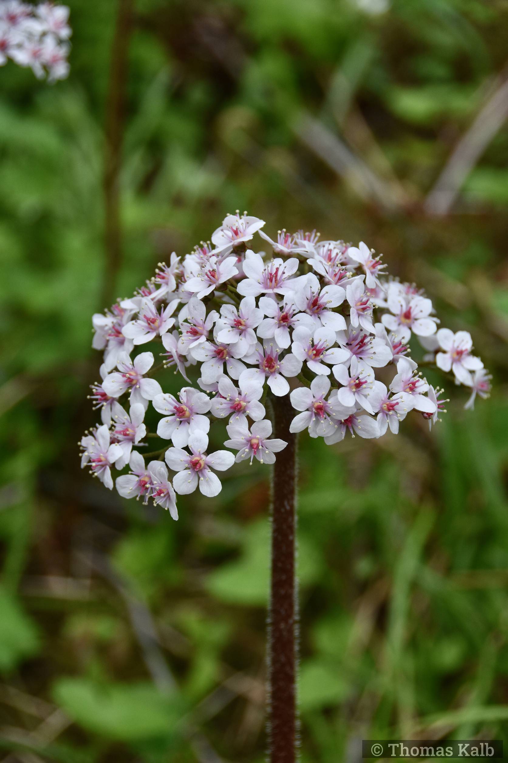 Darmera peltata