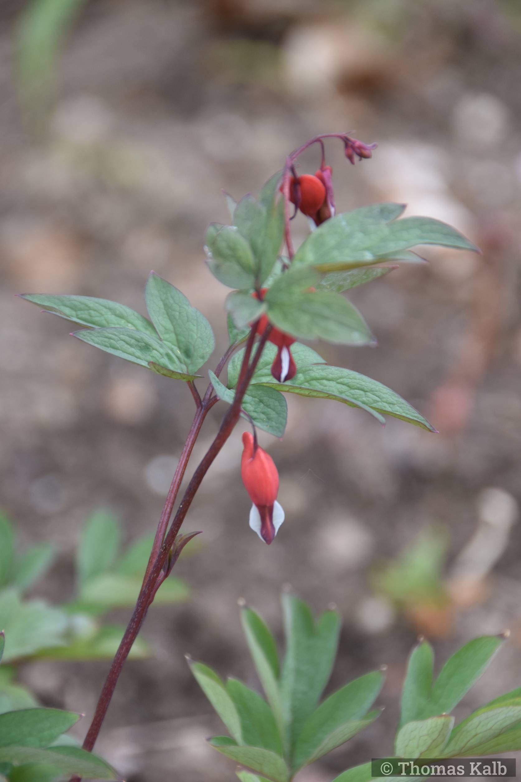 Dicentra spectabilis ‚Valentine‘