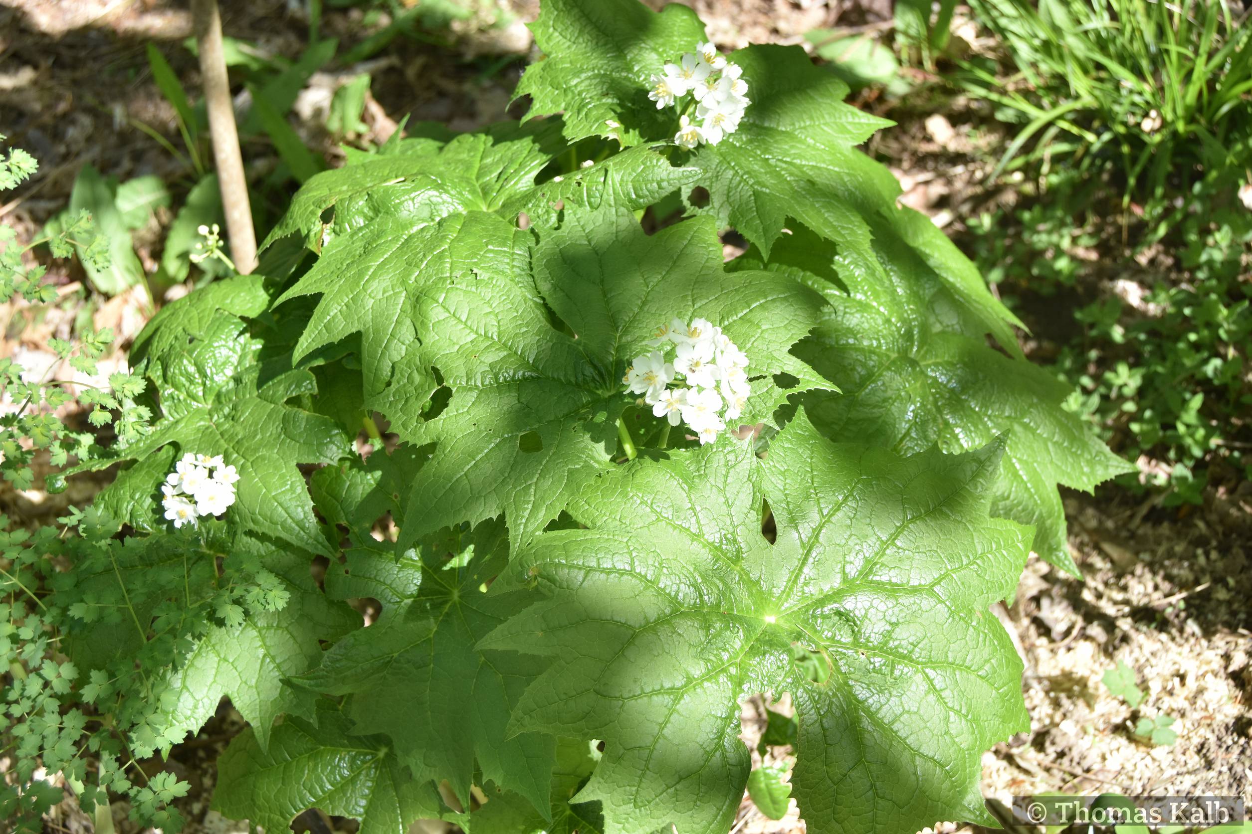 Diphylleia cymosa