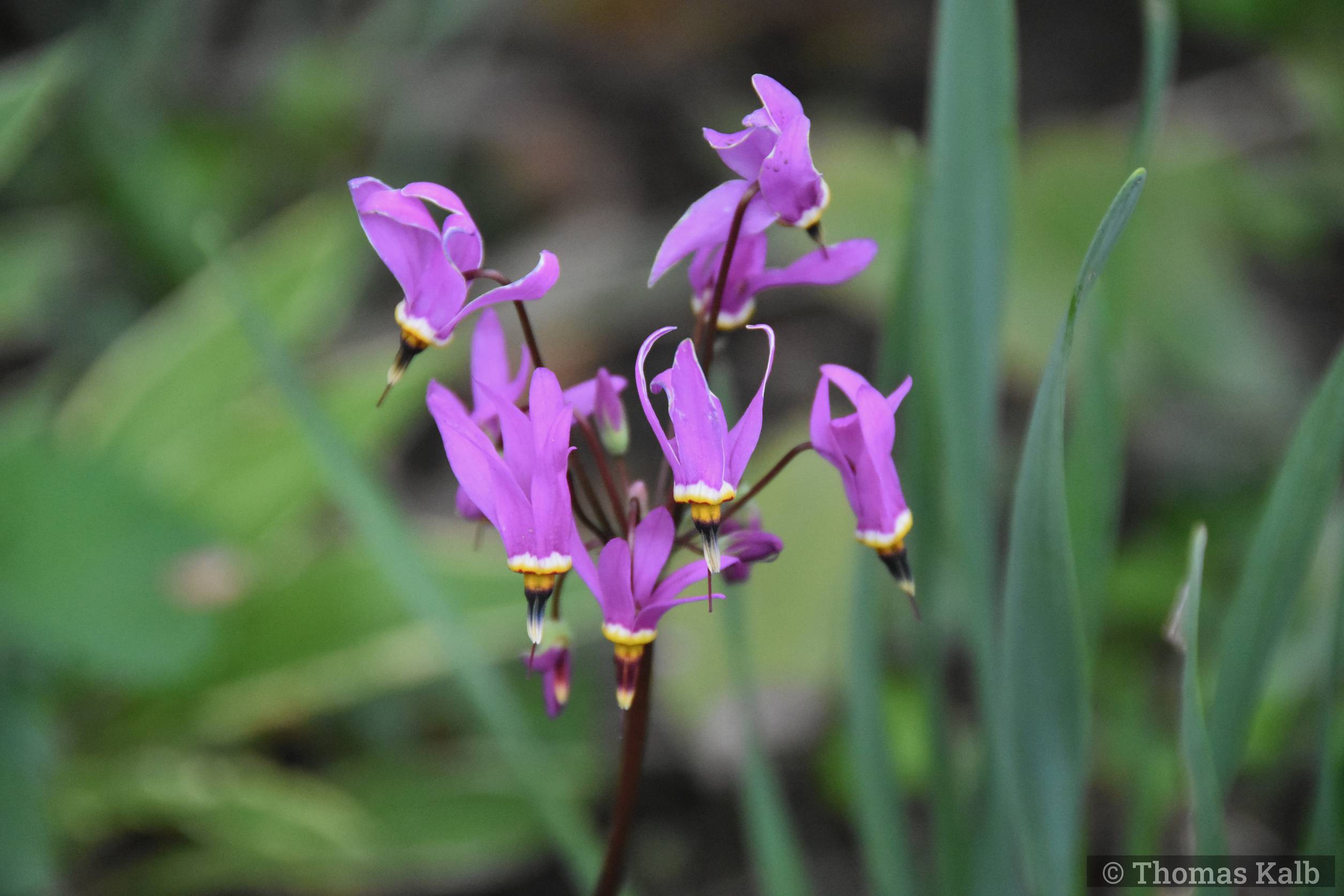 Dodecatheon meadia
