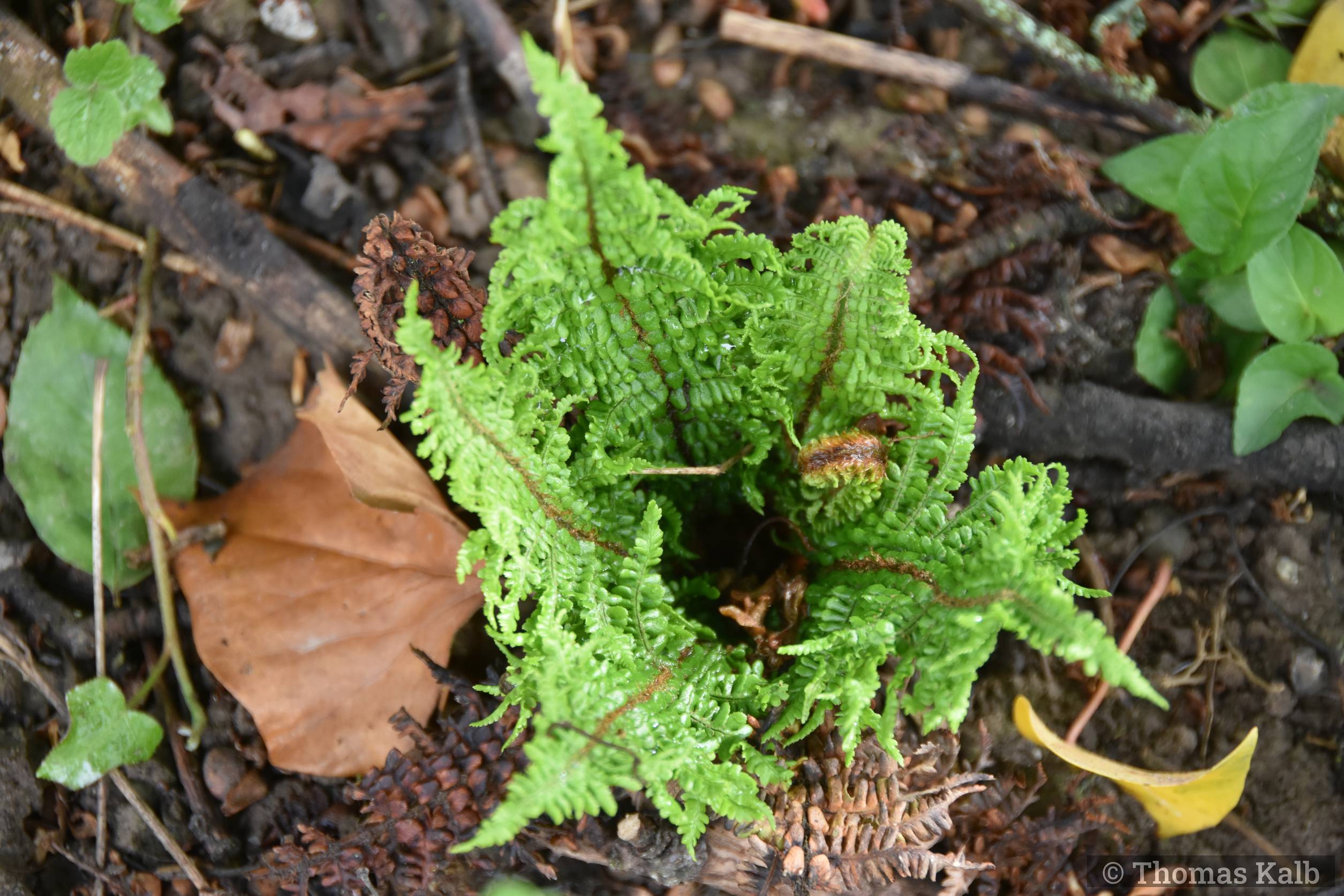 Dryopteris affinis ‚Crispa Congesta‘