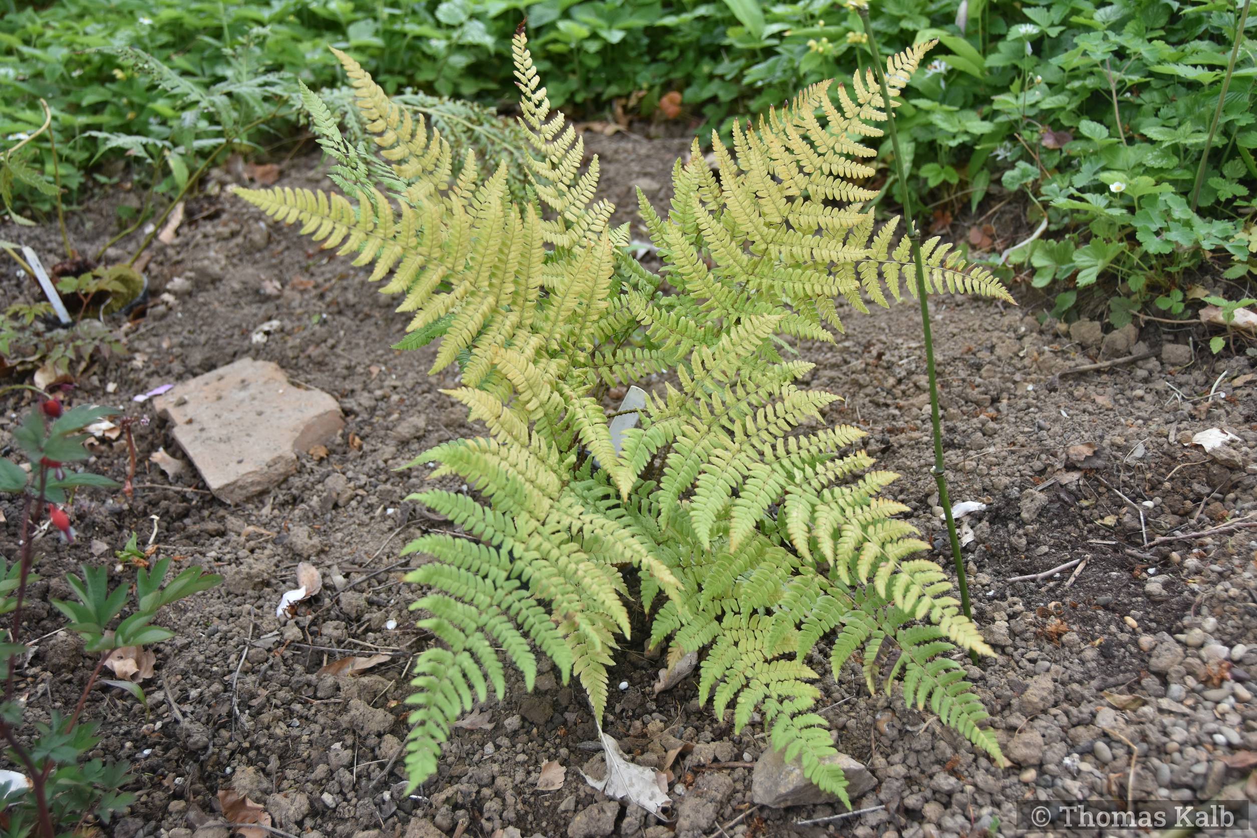 Dryopteris championii
