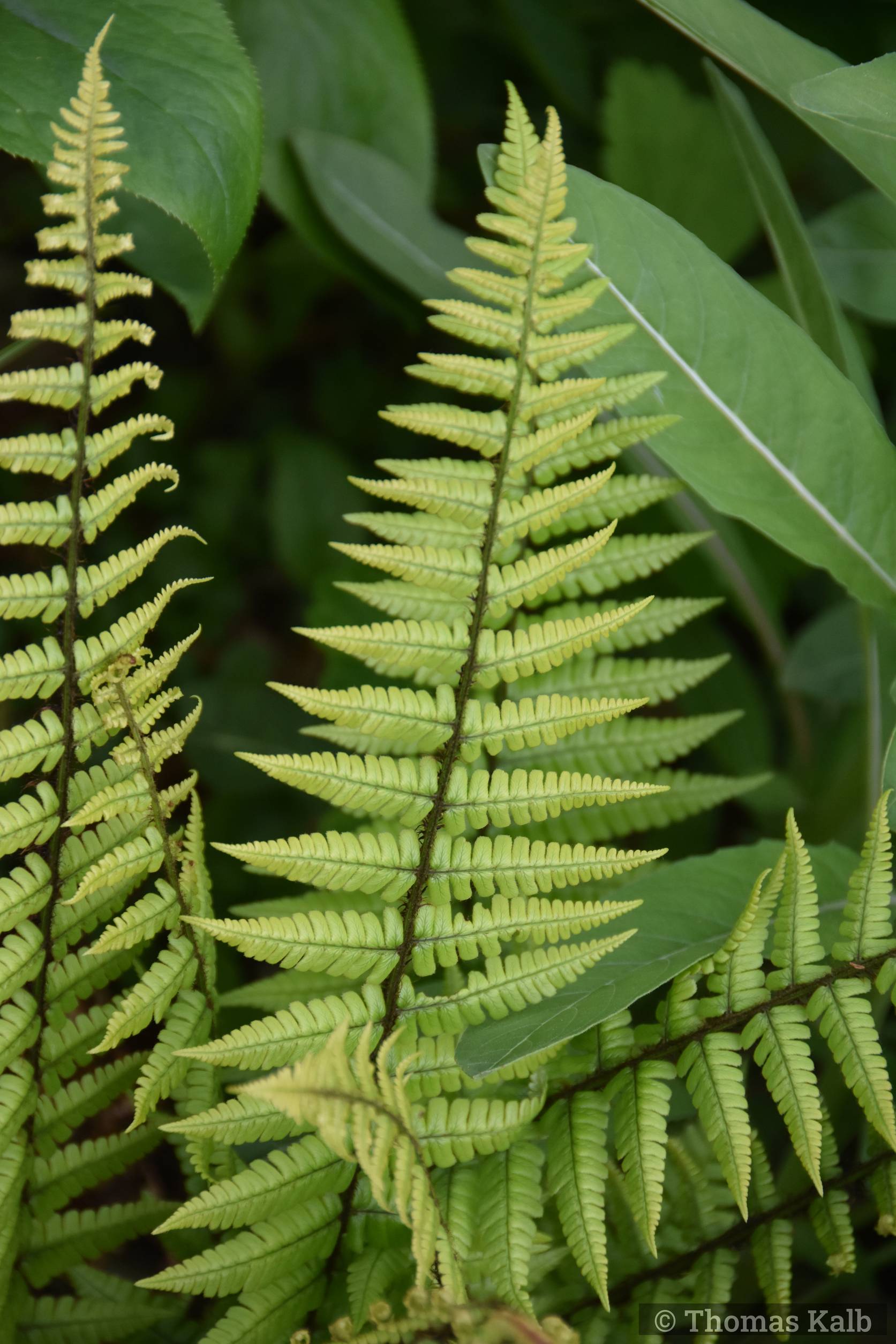 Dryopteris wallichiana