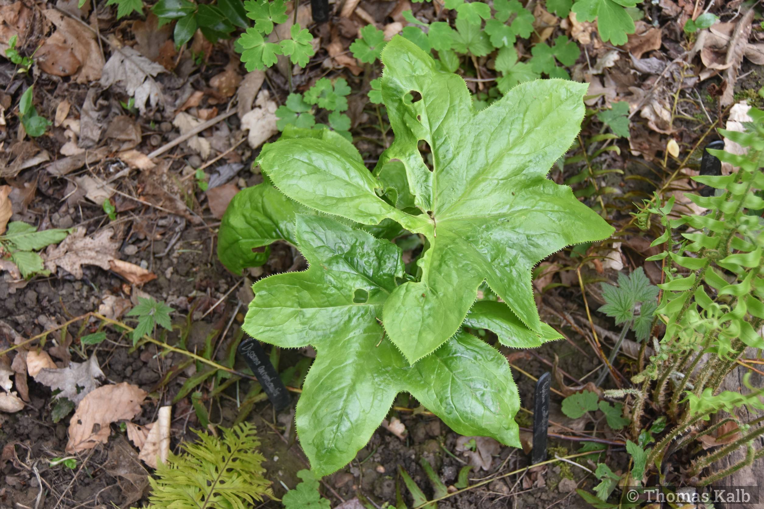 Dysosma aurantiocaulis
