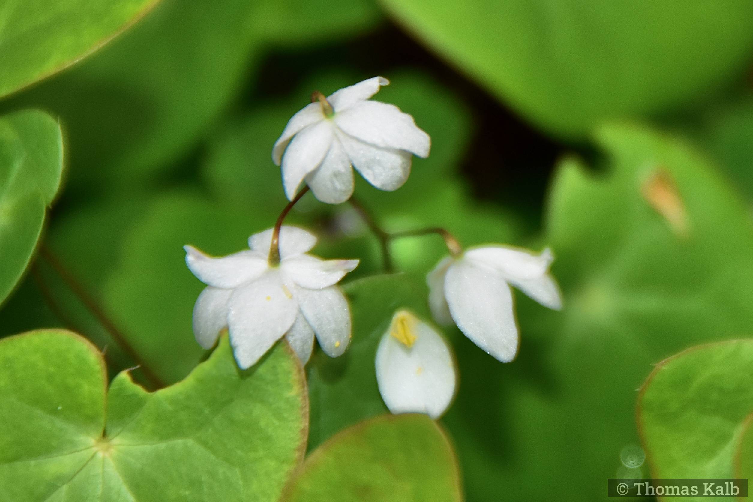 Epimedium diphyllum ssp. kitamuranum