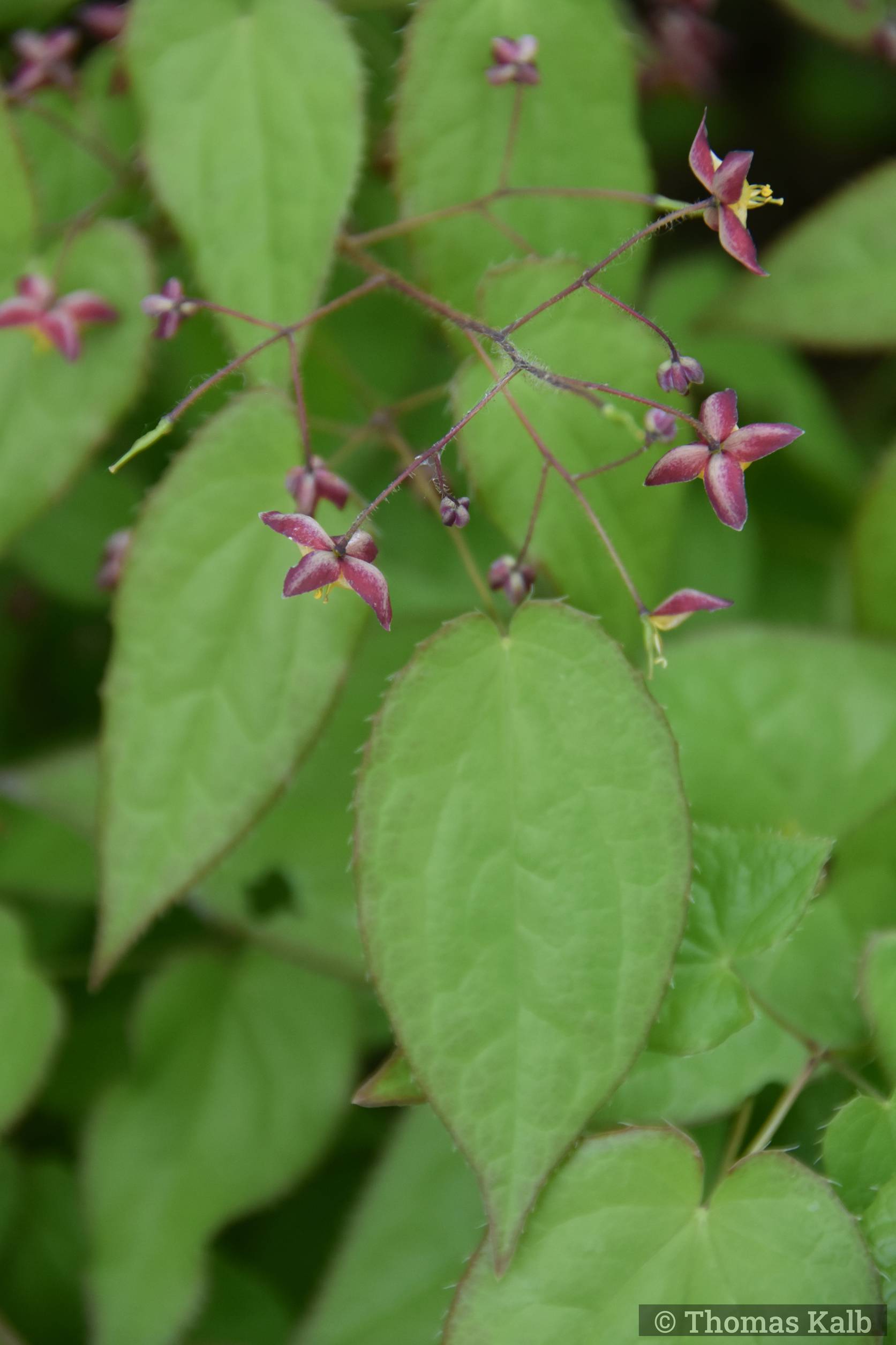 Epimedium rubrum